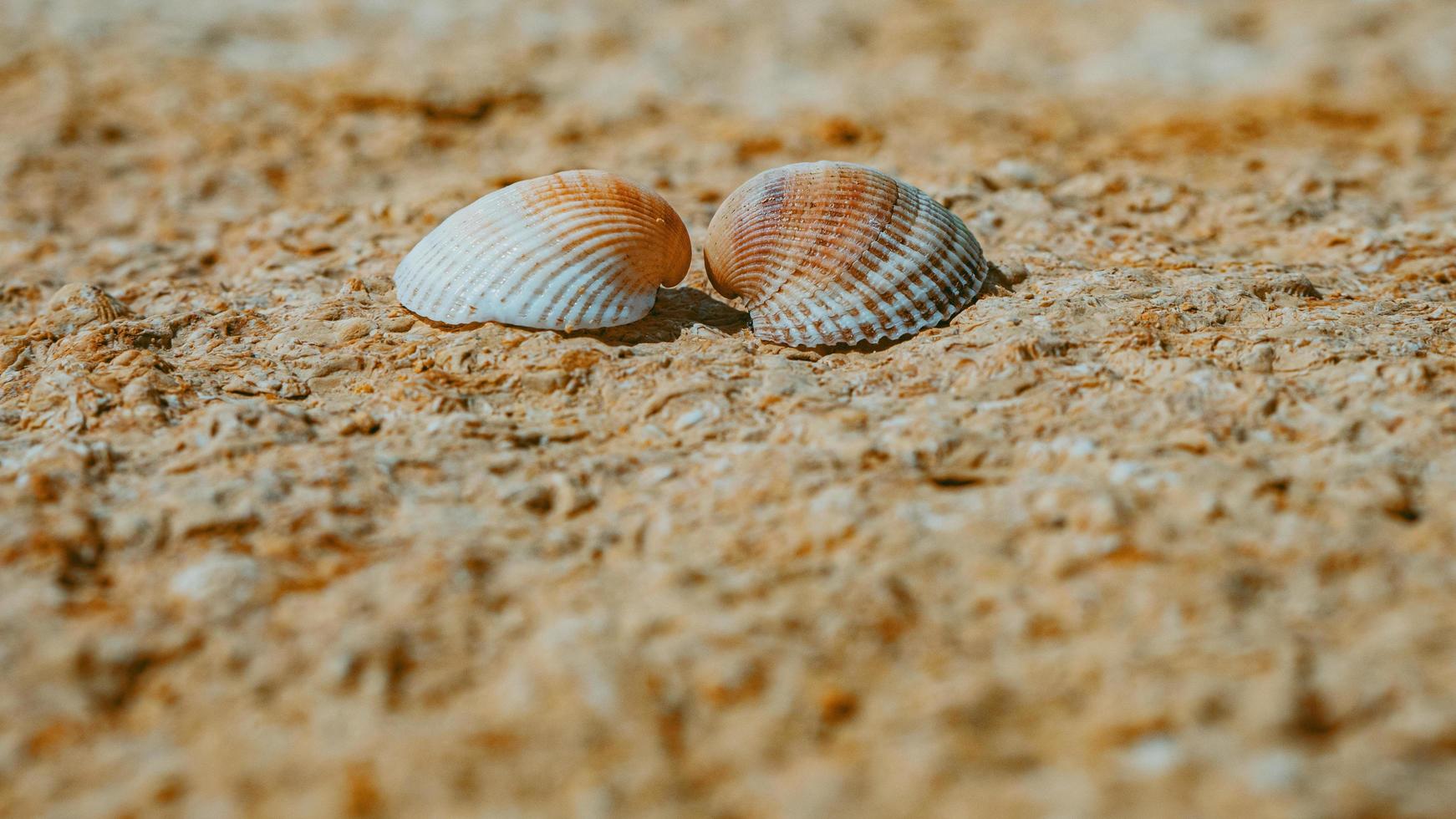 due conchiglie innamorate sulla pietra del mare in una giornata di sole. due conchiglie foto