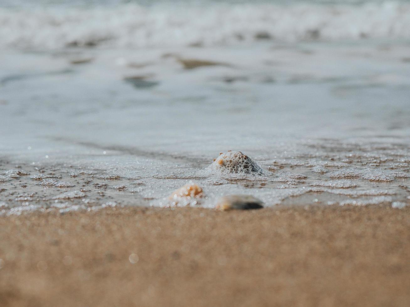 bellissime conchiglie nella sabbia sulla costa del mare o sull'oceano foto