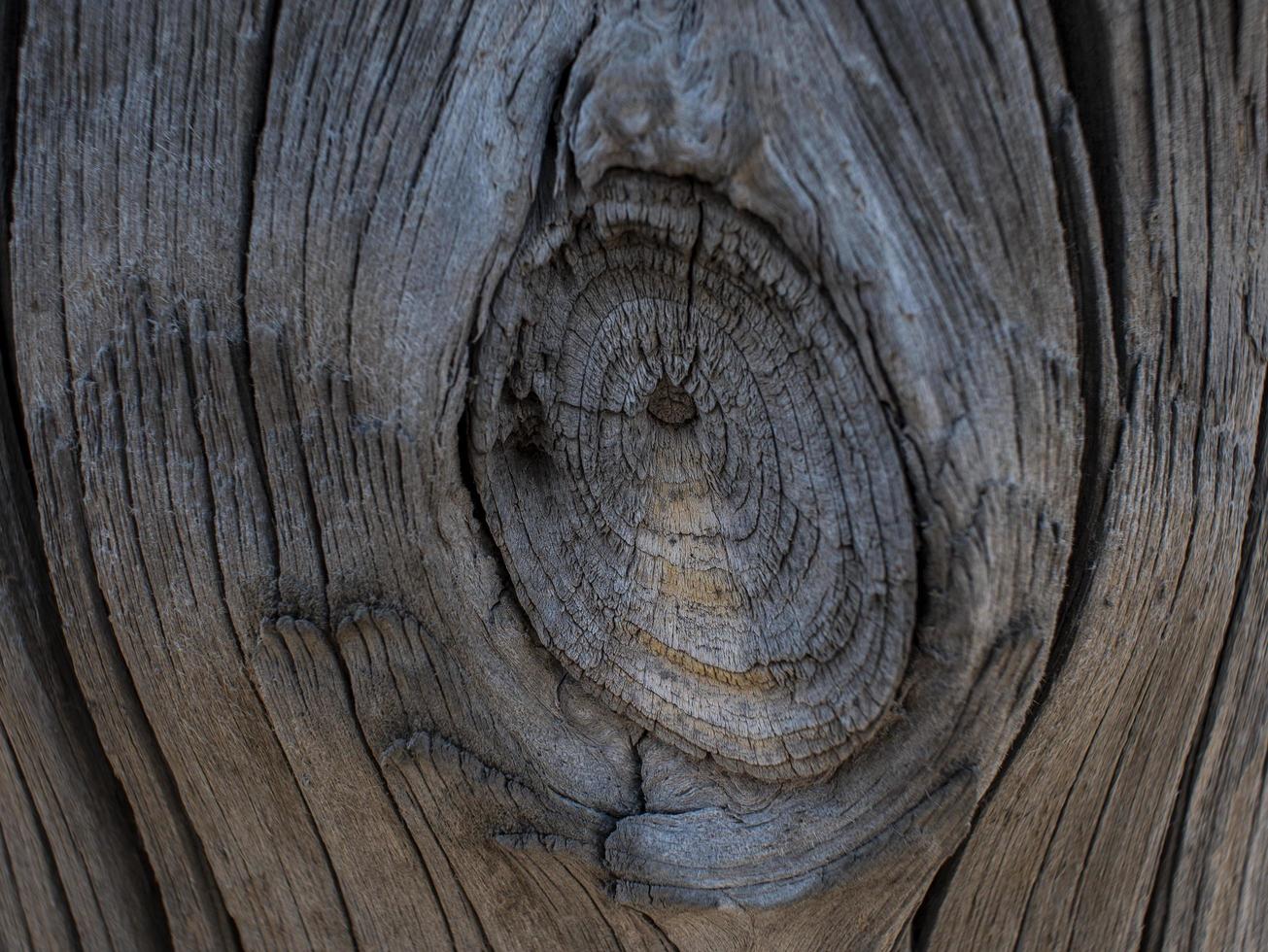 bellissimo sfondo in legno naturale. tronco d'albero secco.struttura di legno foto