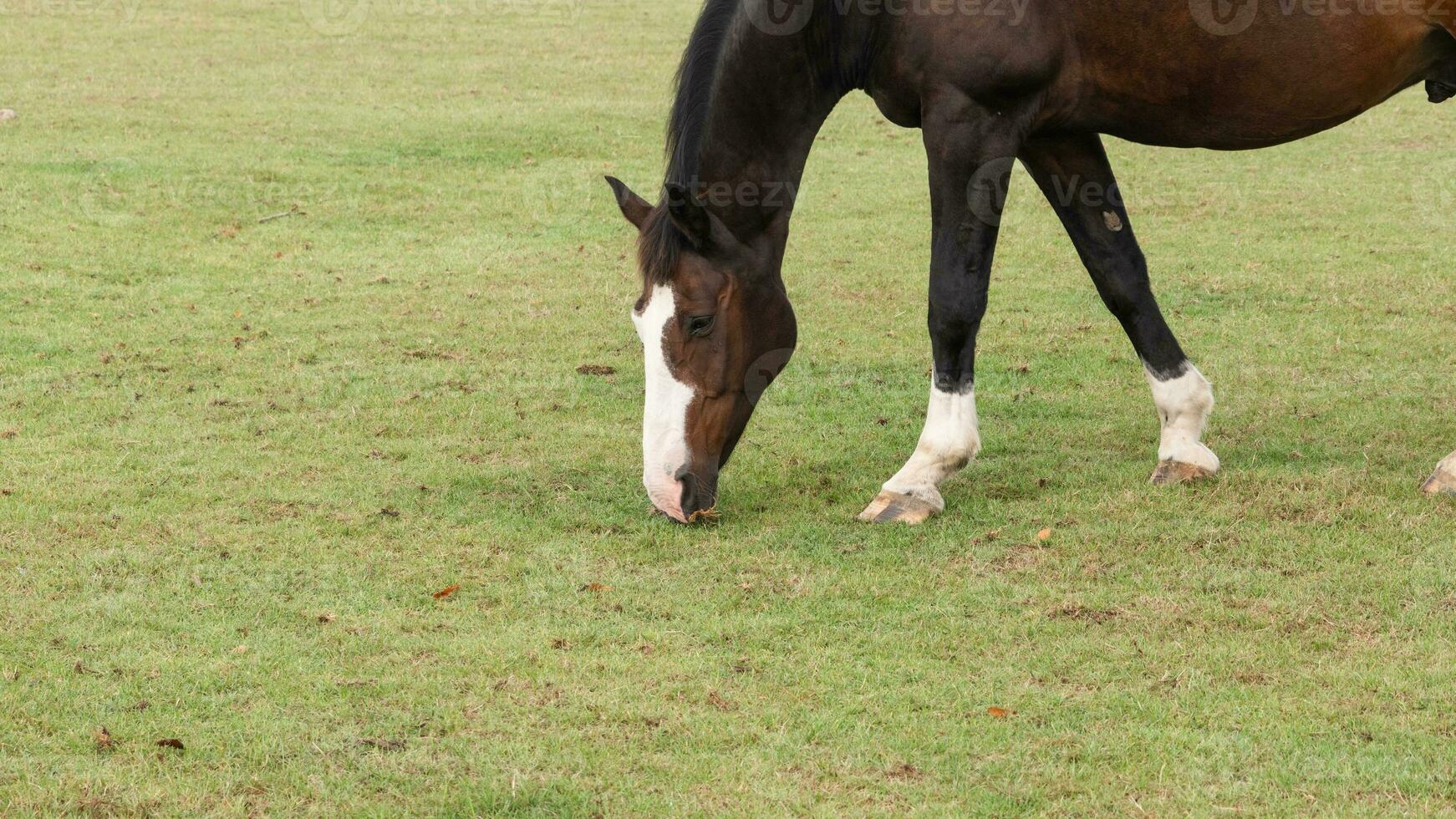 Castagna bellezza avvicinamento di un' sbalorditivo cavallo foto