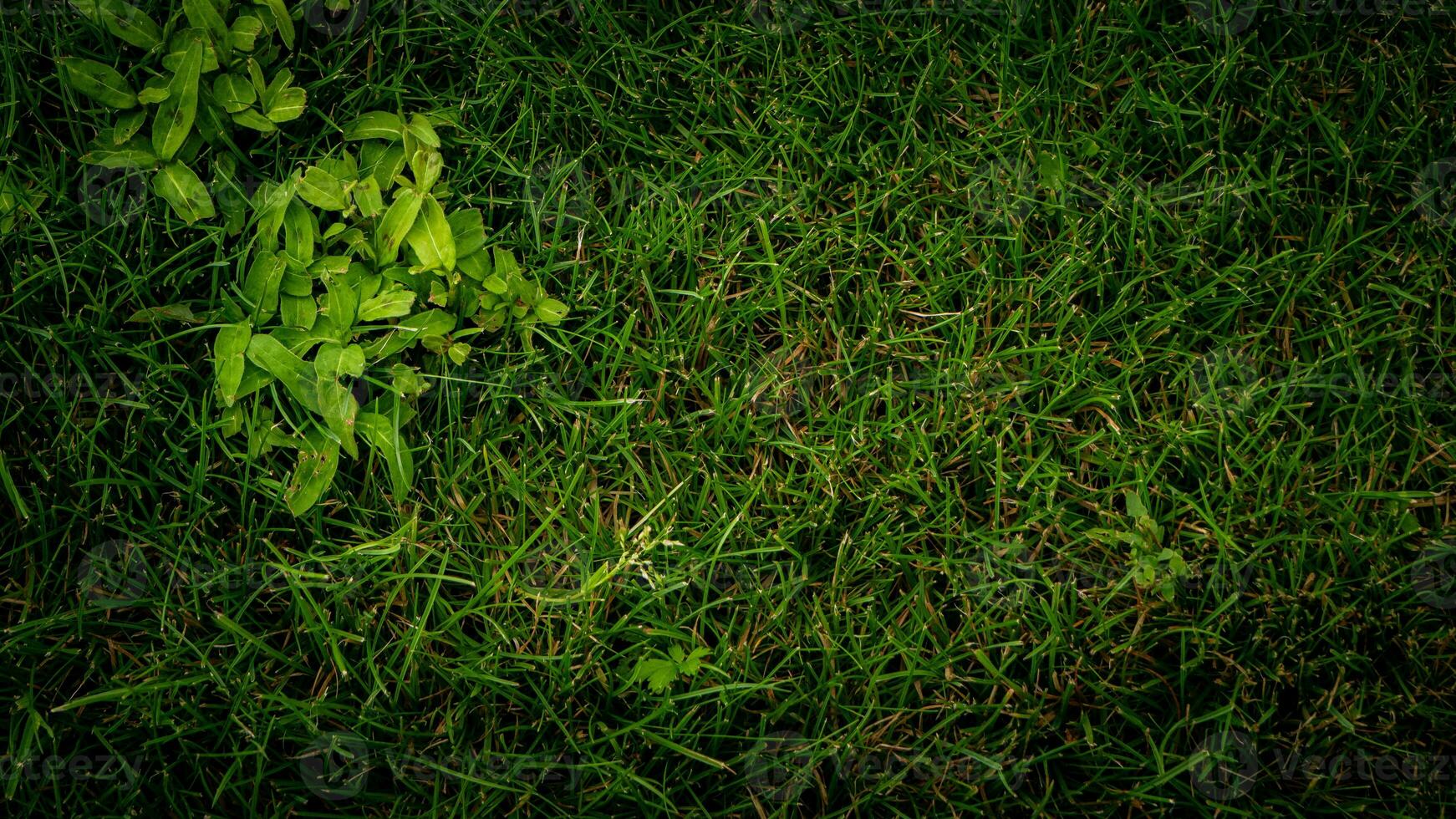 struttura sfondo di verde erba foto