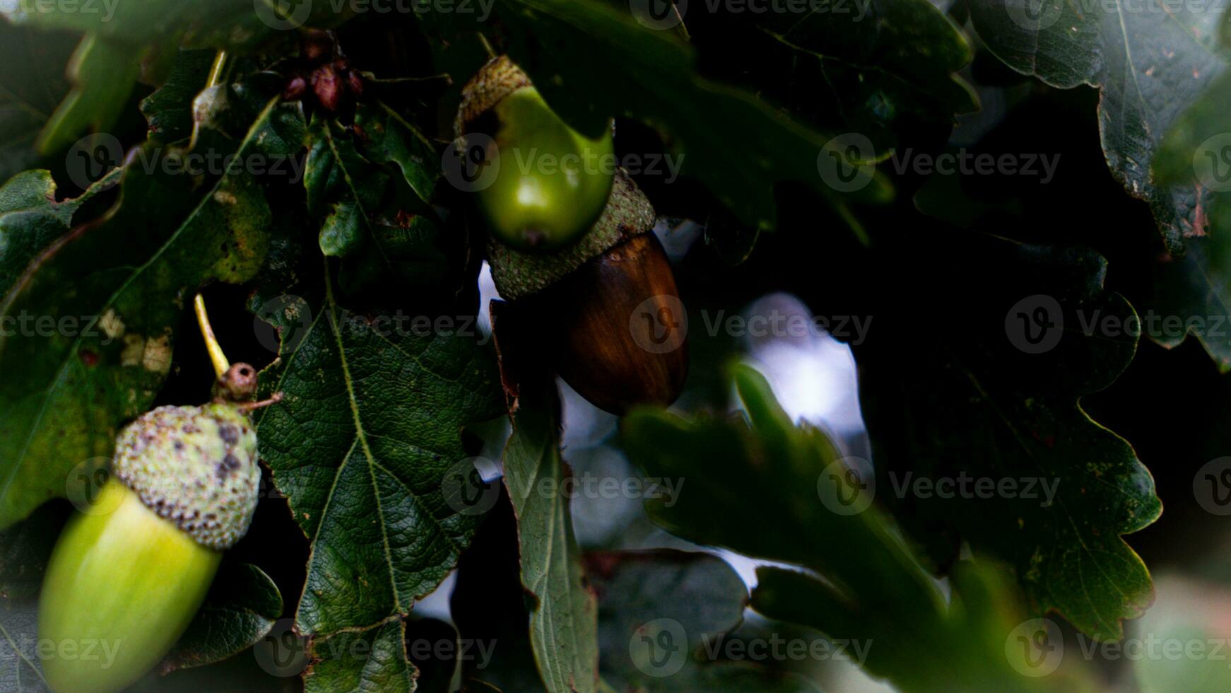 dettagliato macro tiro di europeo quercia foglia e ghianda foto