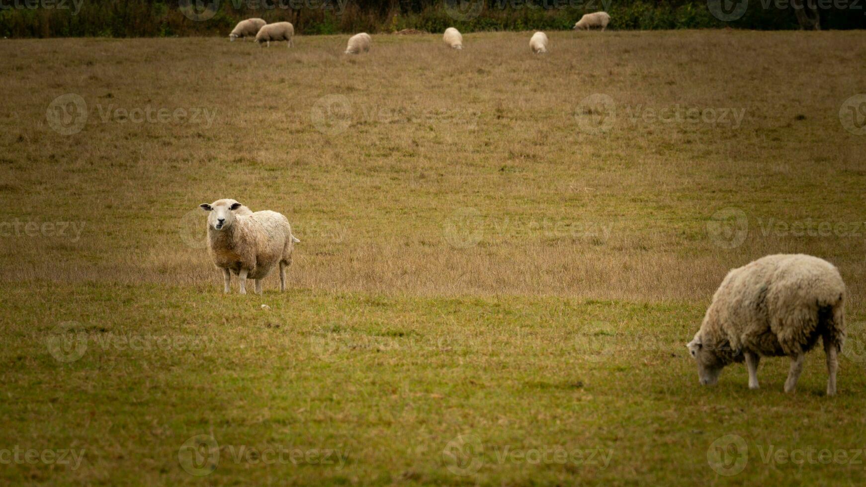 gregge di di lana pecora su un' campagna azienda agricola foto