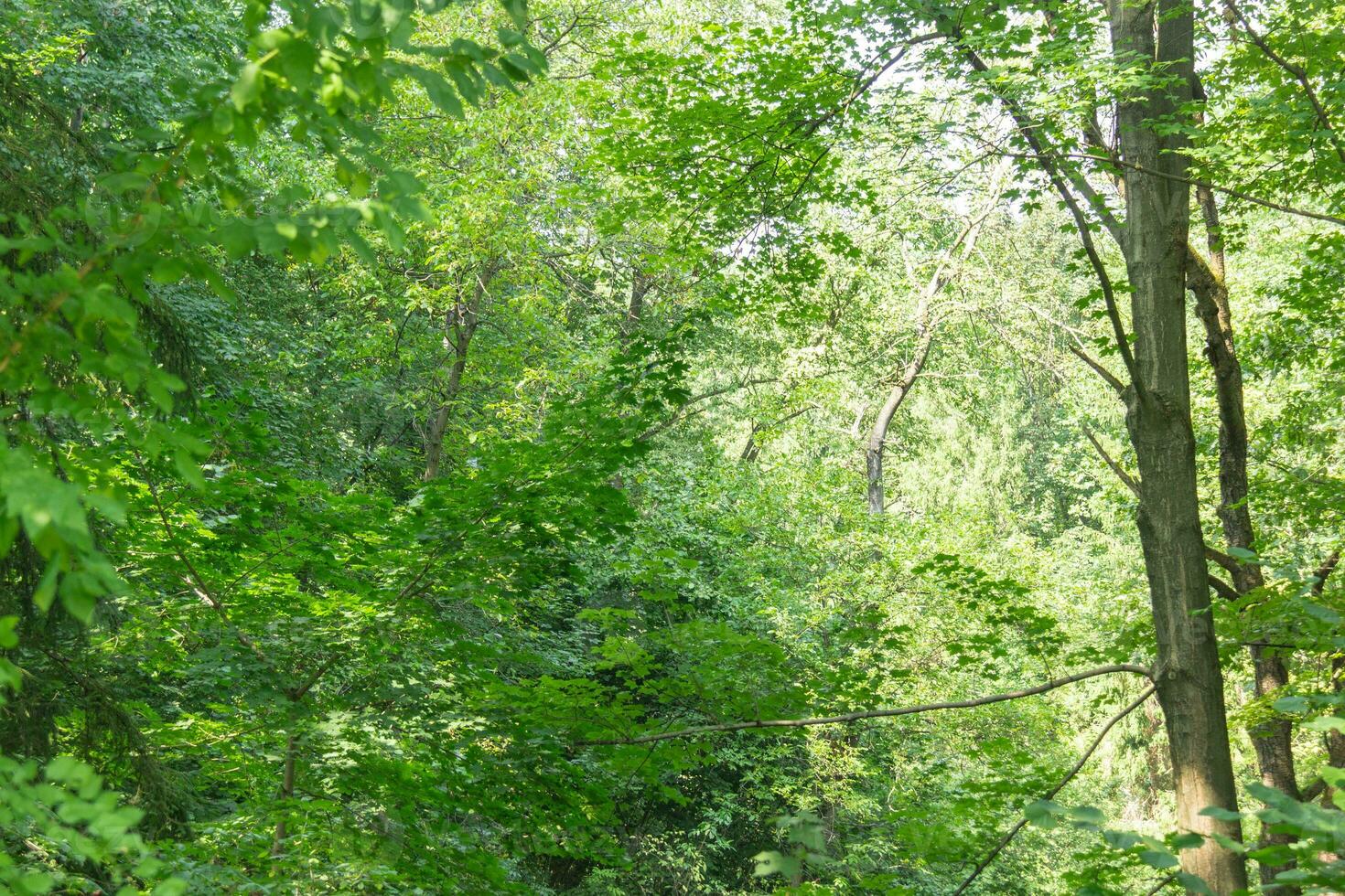 panoramico Visualizza di il deciduo alberi foresta. incontaminata natura foto