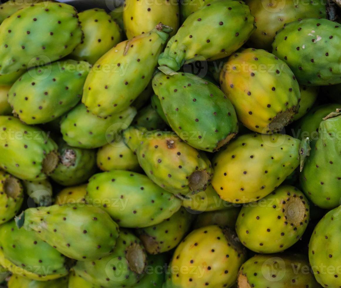 opuntia tunos il fico cactus foto