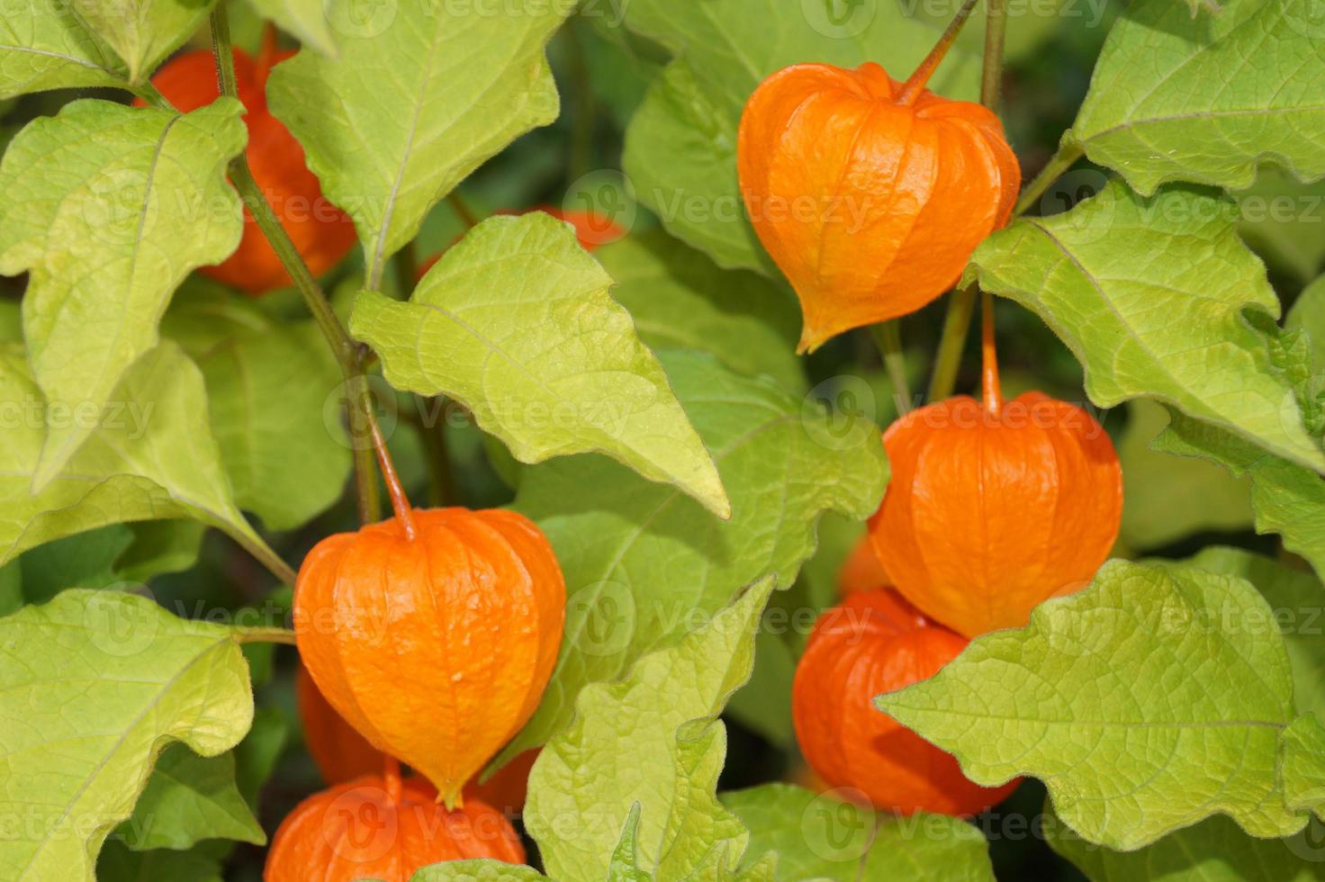 il frutto dell'arancia physalis peruviana foto