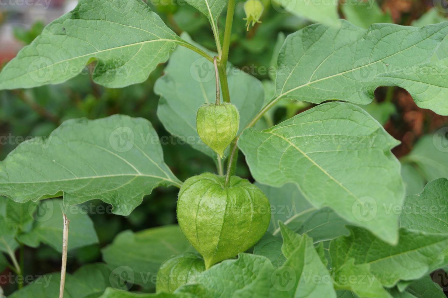 il frutto dell'arancia physalis peruviana foto