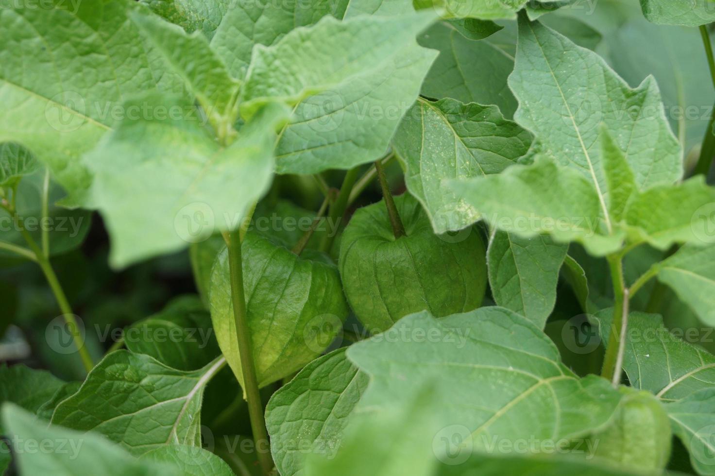 il frutto dell'arancia physalis peruviana foto