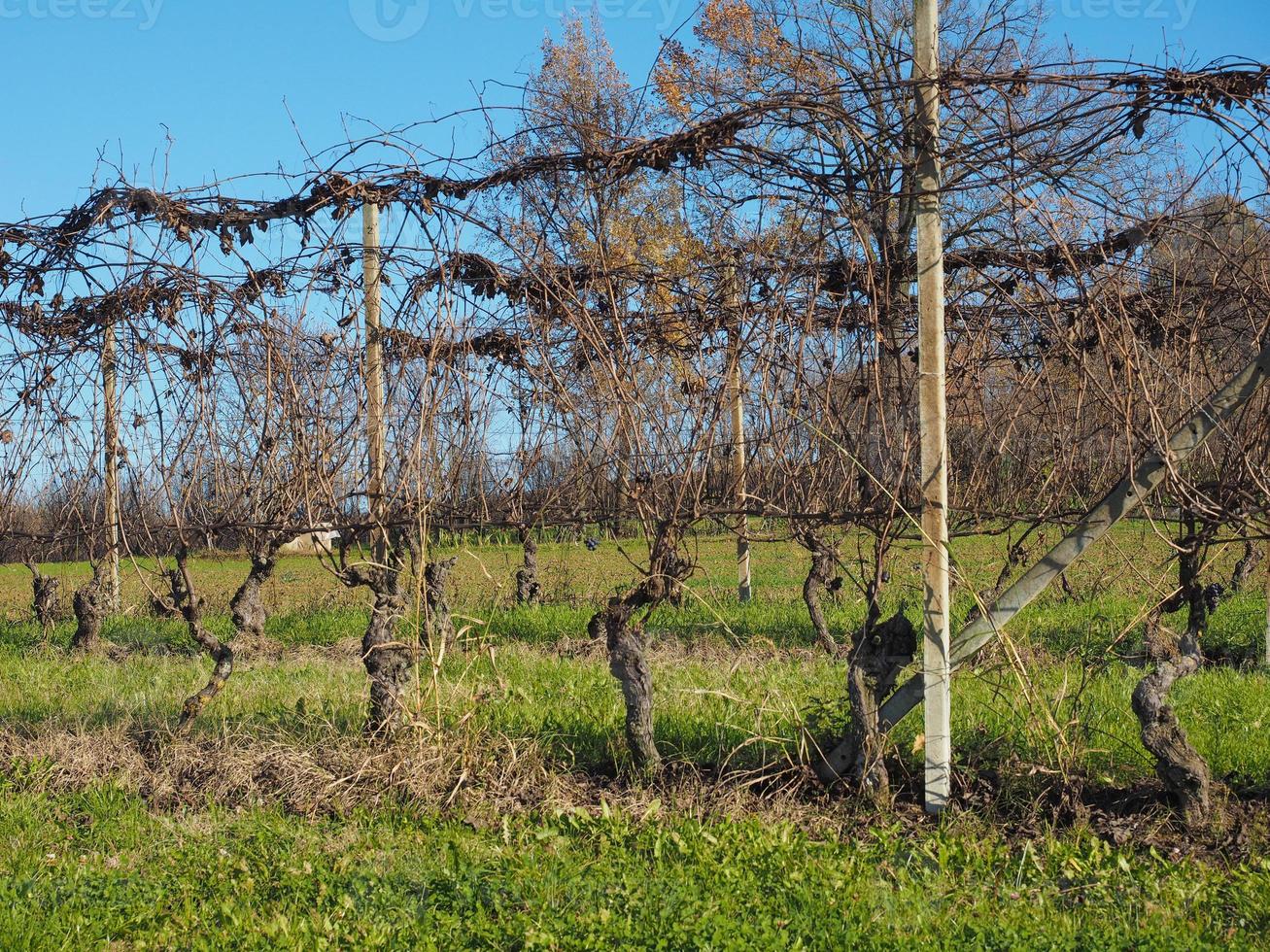 colline del roero in piemonte foto