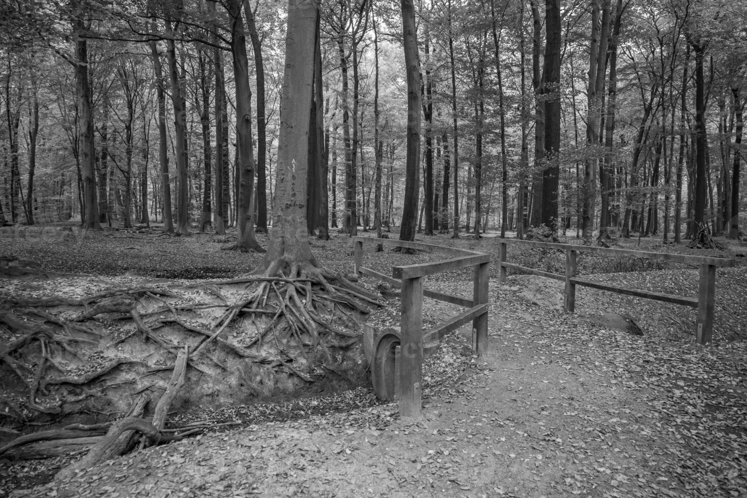 autunno nella foresta foto