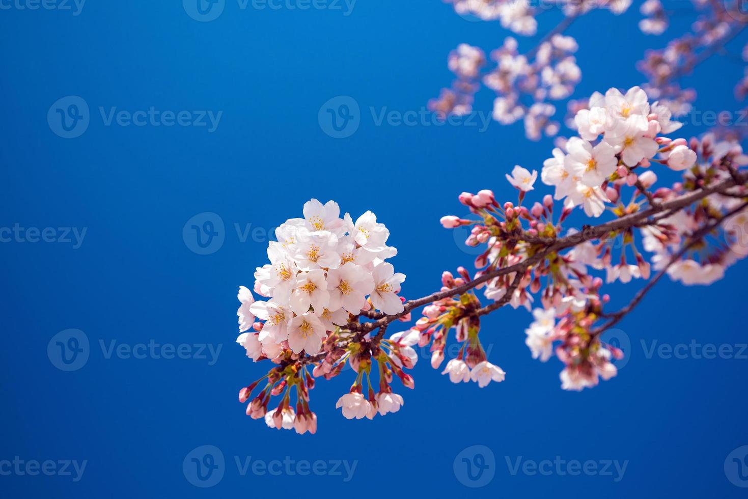 fiore rosa sakura contro il cielo blu foto