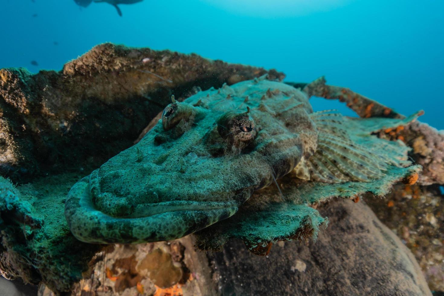 i pesci nuotano nel mar rosso, pesci colorati, eilat israele foto