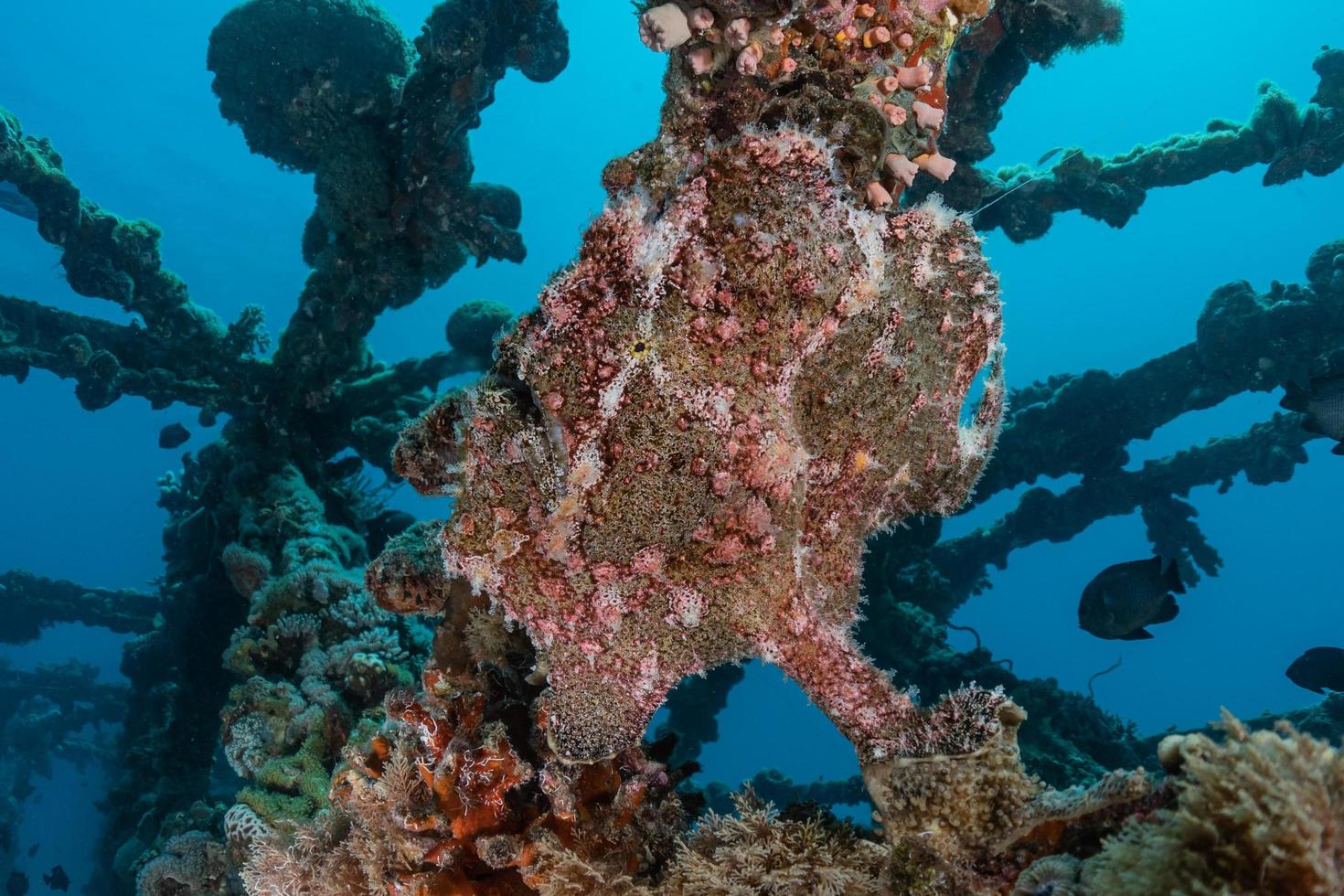 i pesci nuotano nel mar rosso, pesci colorati, eilat israele foto