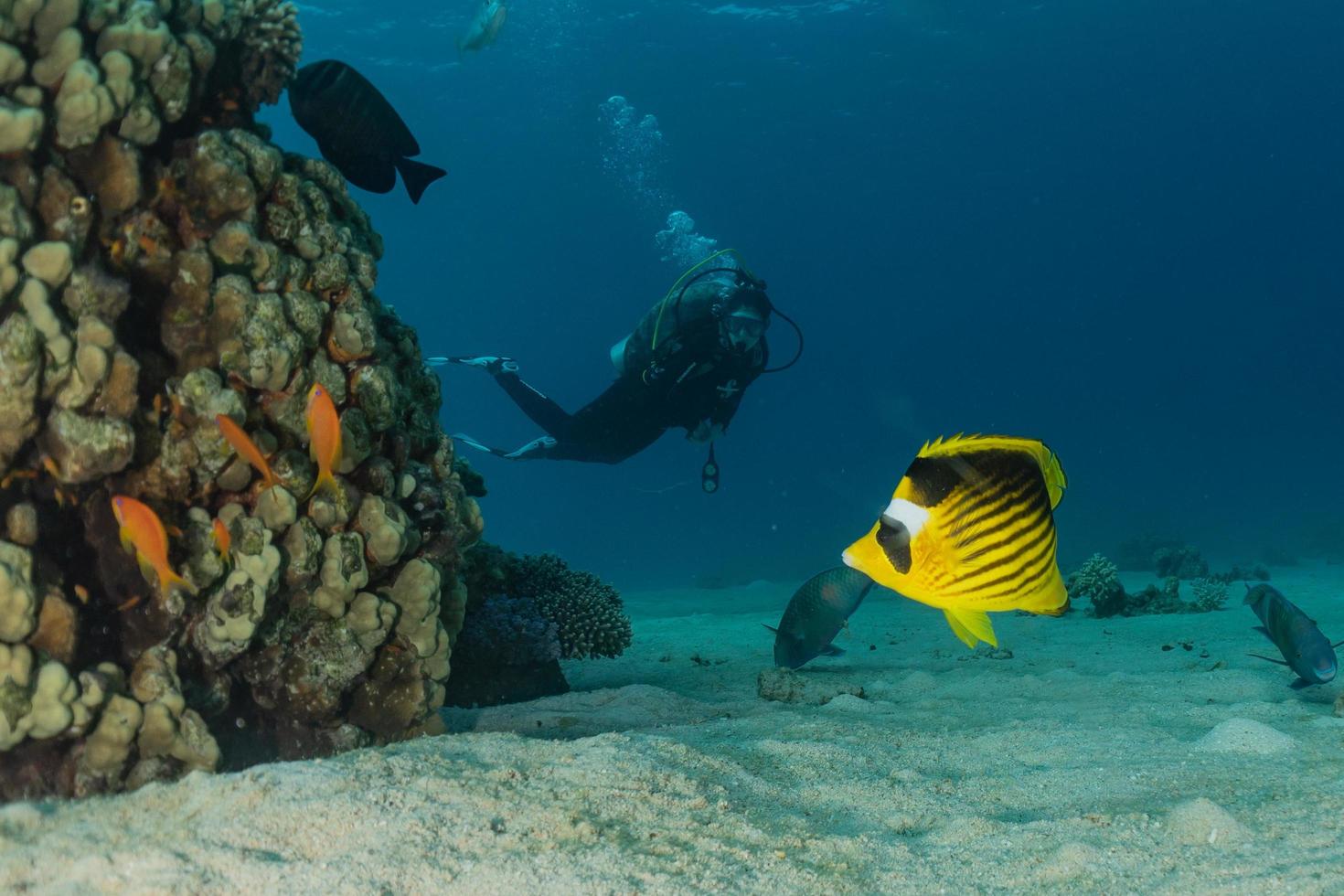 barriera corallina e piante acquatiche nel mar rosso, eilat israele foto