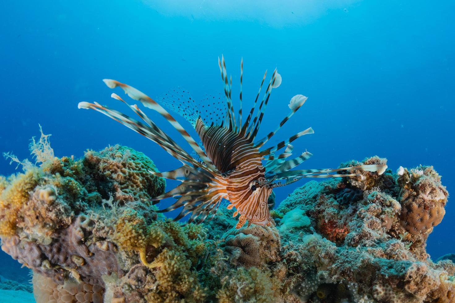 pesce leone nel mar rosso pesce colorato, eilat israele foto