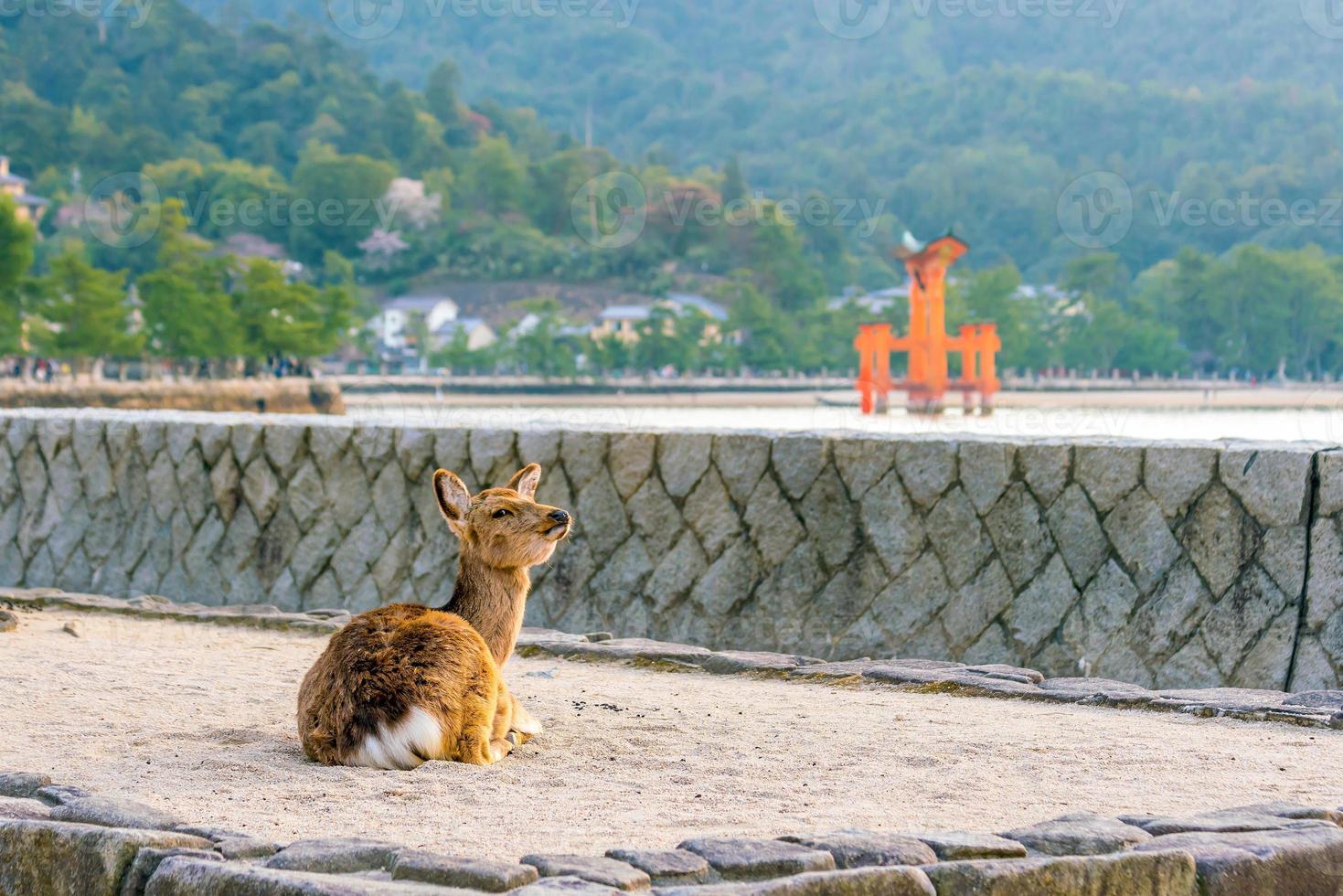 cervi e torii rossi a miyajima foto