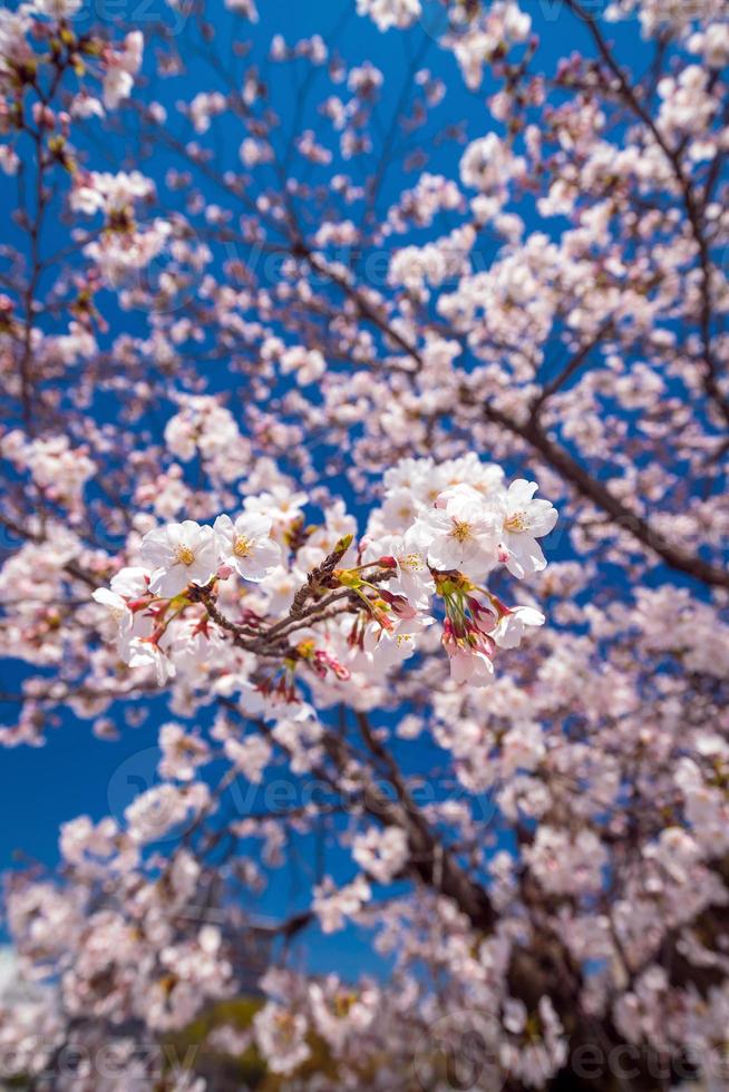 fiore rosa sakura contro il cielo blu foto