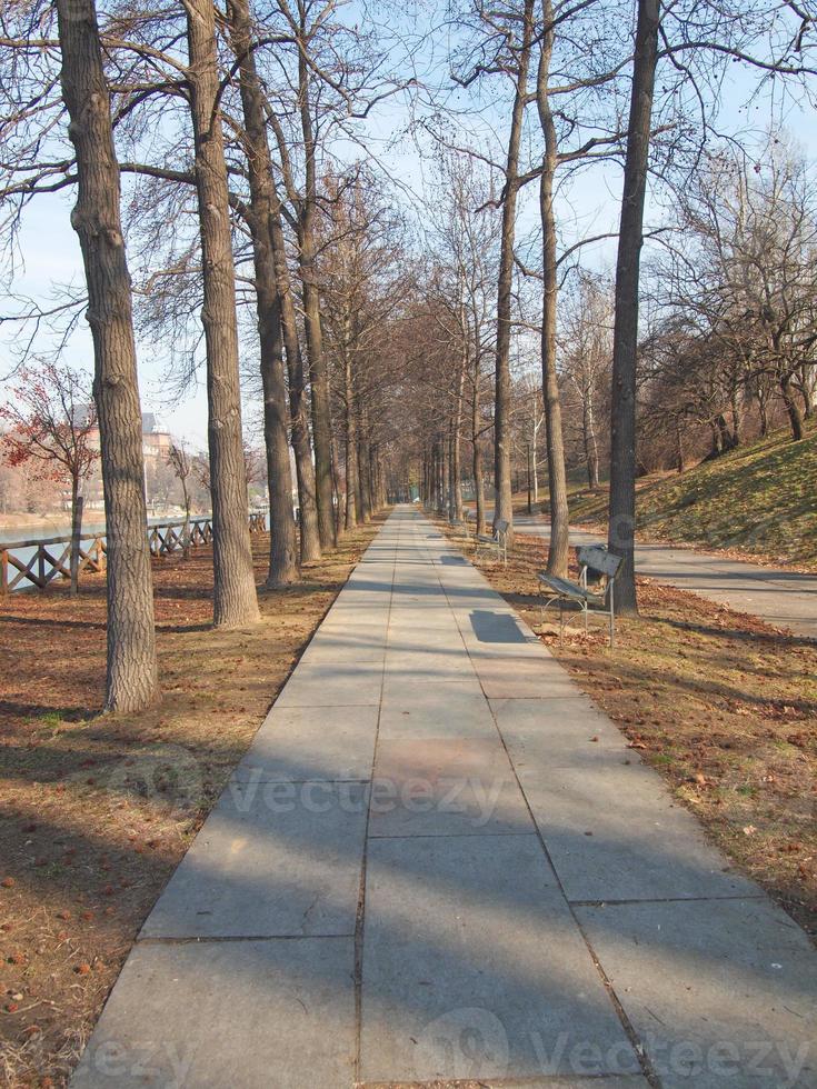 sentiero tra gli alberi foto