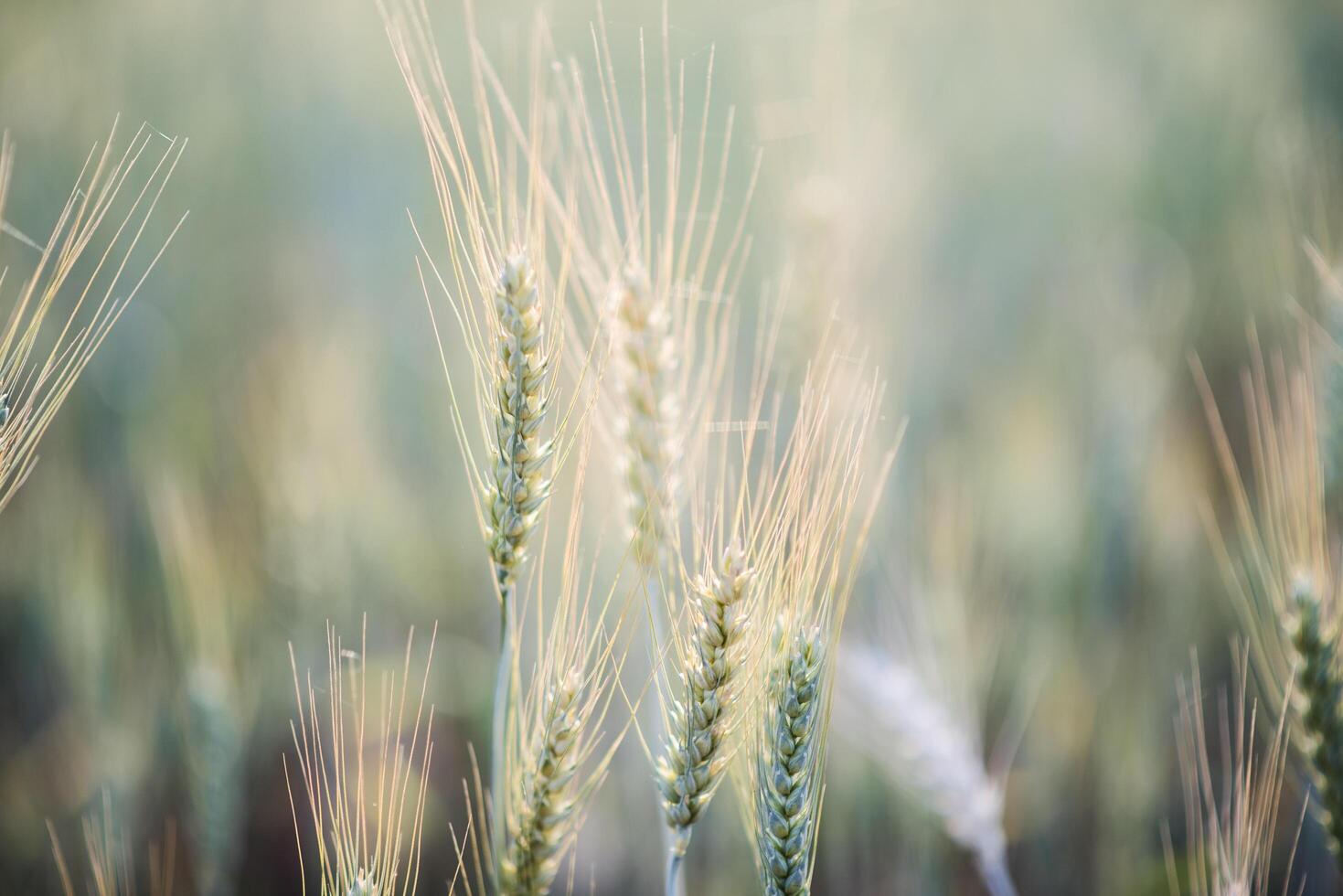 campo di grano foto