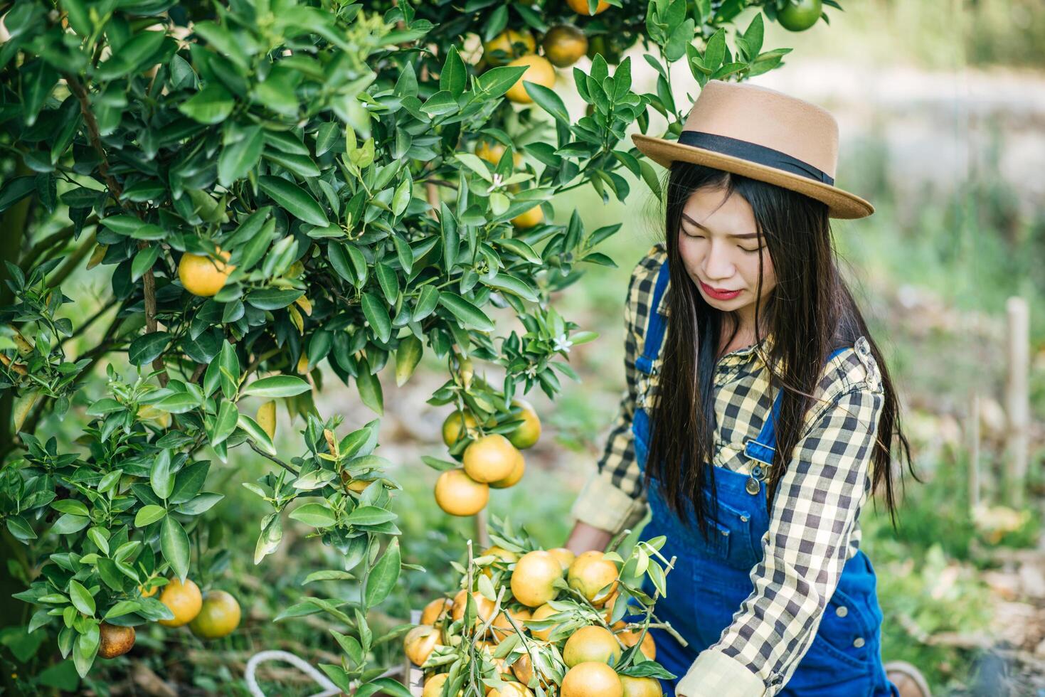 donna che raccoglie una piantagione di arance foto