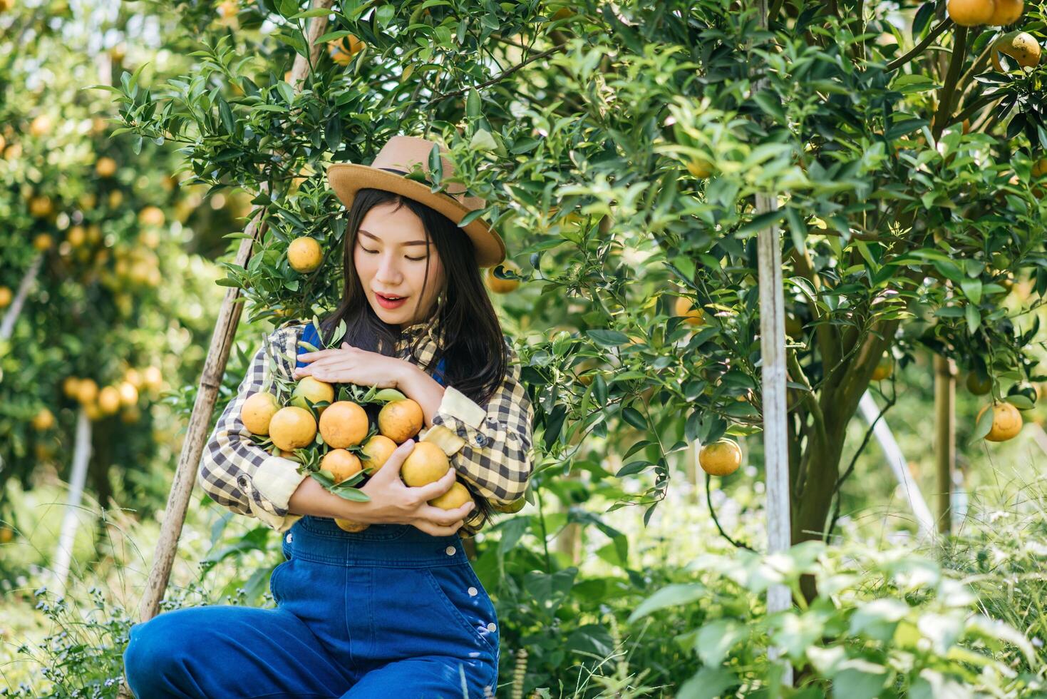 donna che raccoglie una piantagione di arance foto