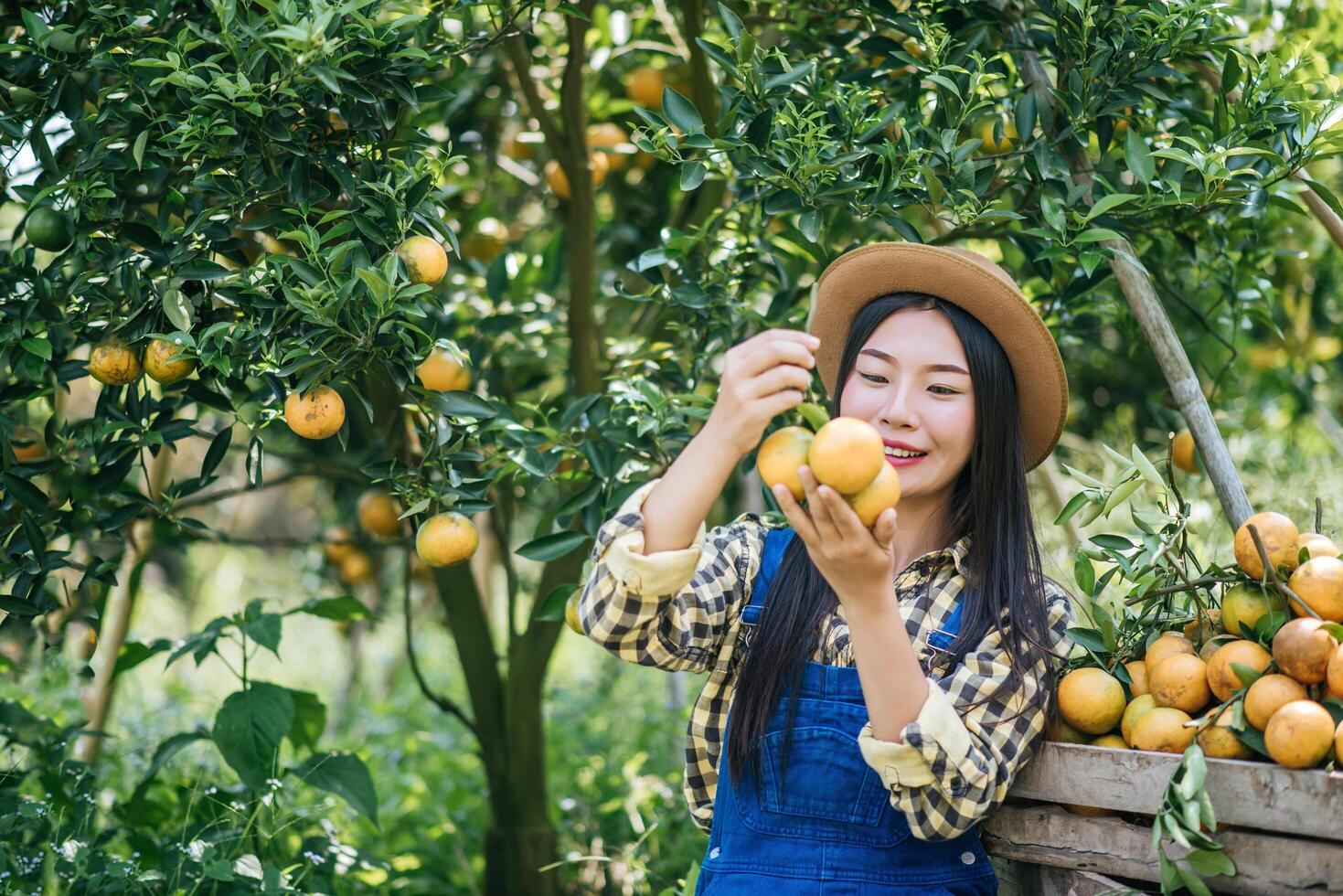 donna che raccoglie una piantagione di arance foto