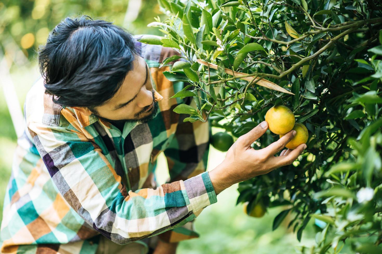 agricoltore maschio che raccoglie e raccoglie frutti d'arancia foto
