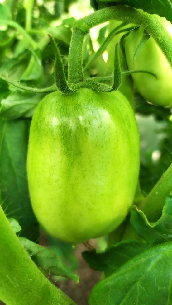 frutta di pomodoro verde su un cespuglio in una serra foto