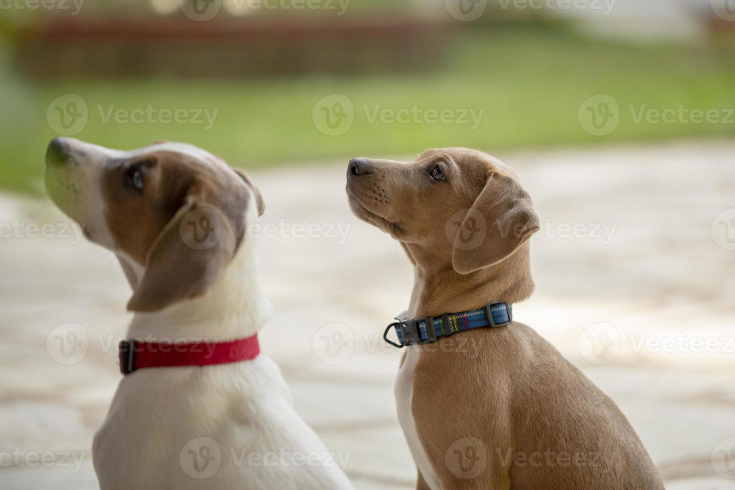due giovani jack russell terrier all'aperto guardando in alto. foto
