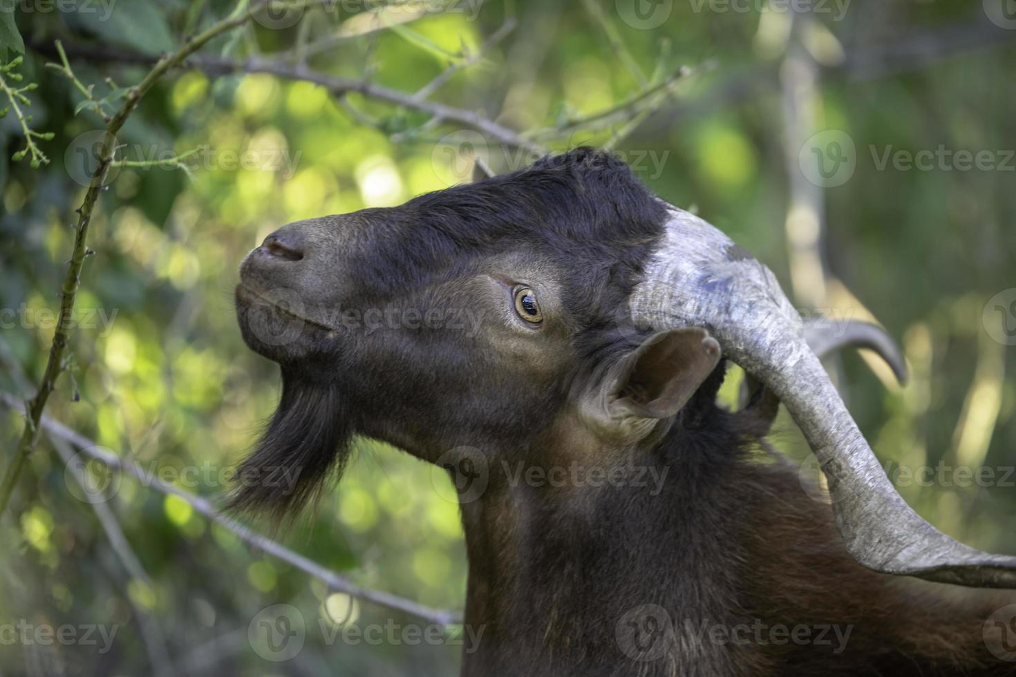 caprone con grandi corna da vicino. foto