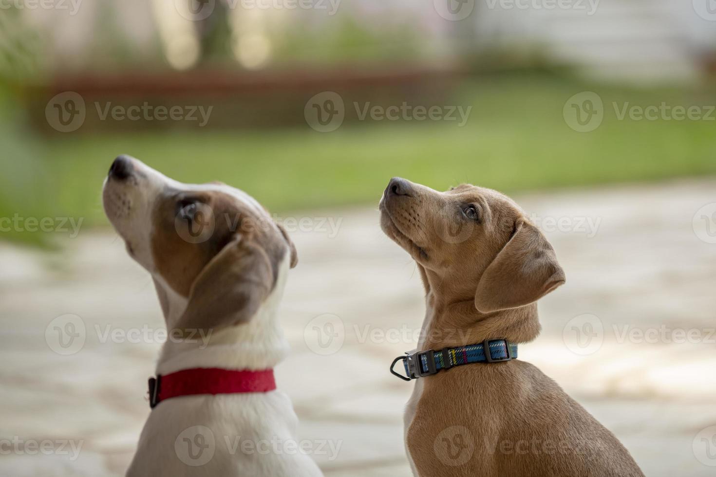 due giovani jack russell terrier all'aperto guardando in alto. foto