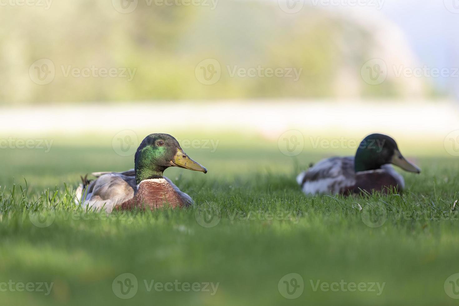 due germani reali maschi sull'erba verde. foto