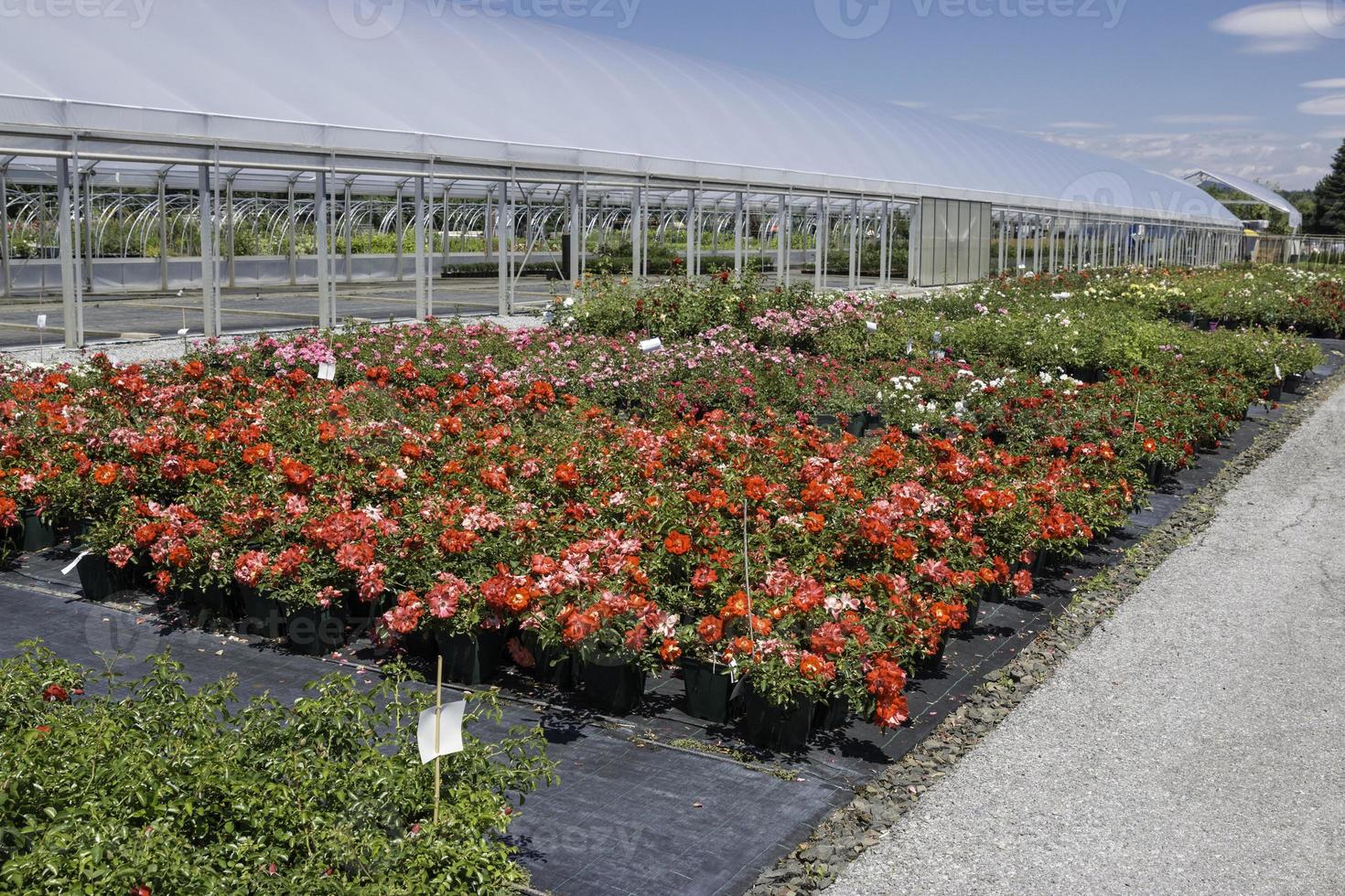 fiori diversi in un vivaio - all'aperto foto