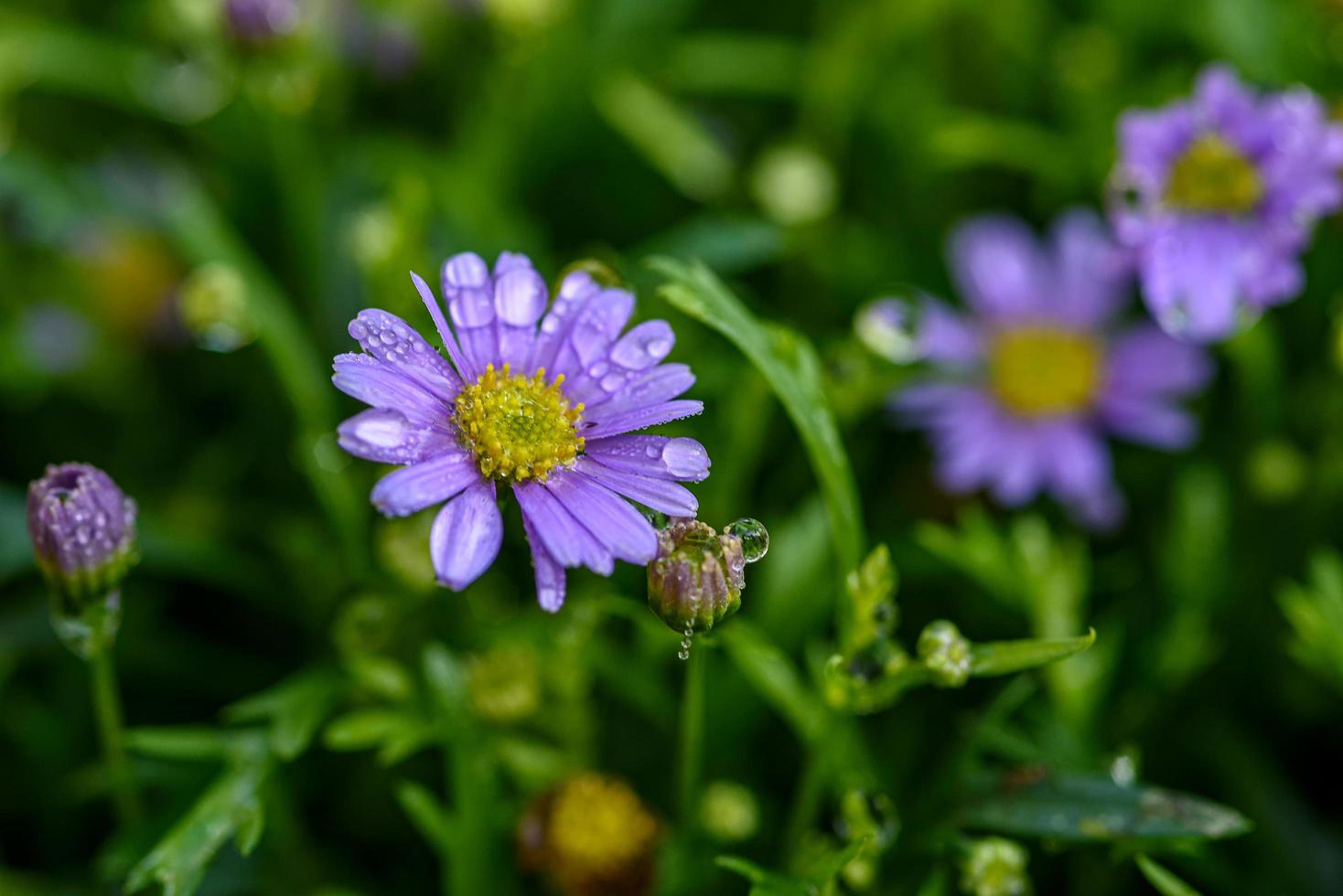 fiore di margherite viola con goccioline d'acqua nel campo del giardino. foto