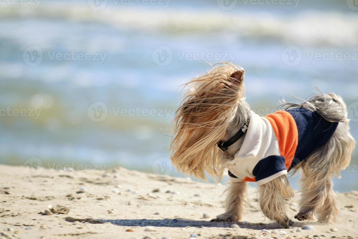 lo yorkshire terrier cammina in riva al mare foto
