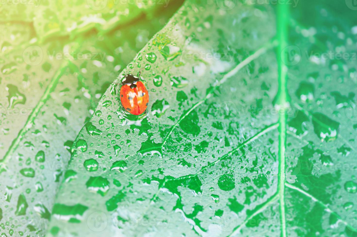 foglia verde brillante con coccinella e primo piano goccia d'acqua foto