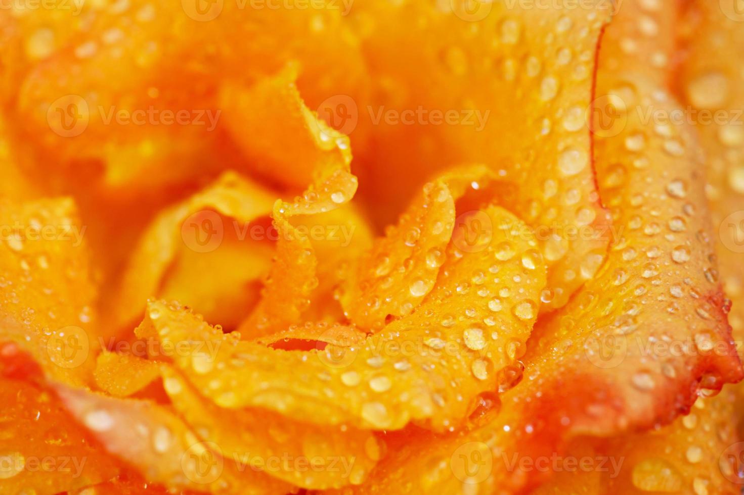 primo piano di una rosa gialla in fiore foto