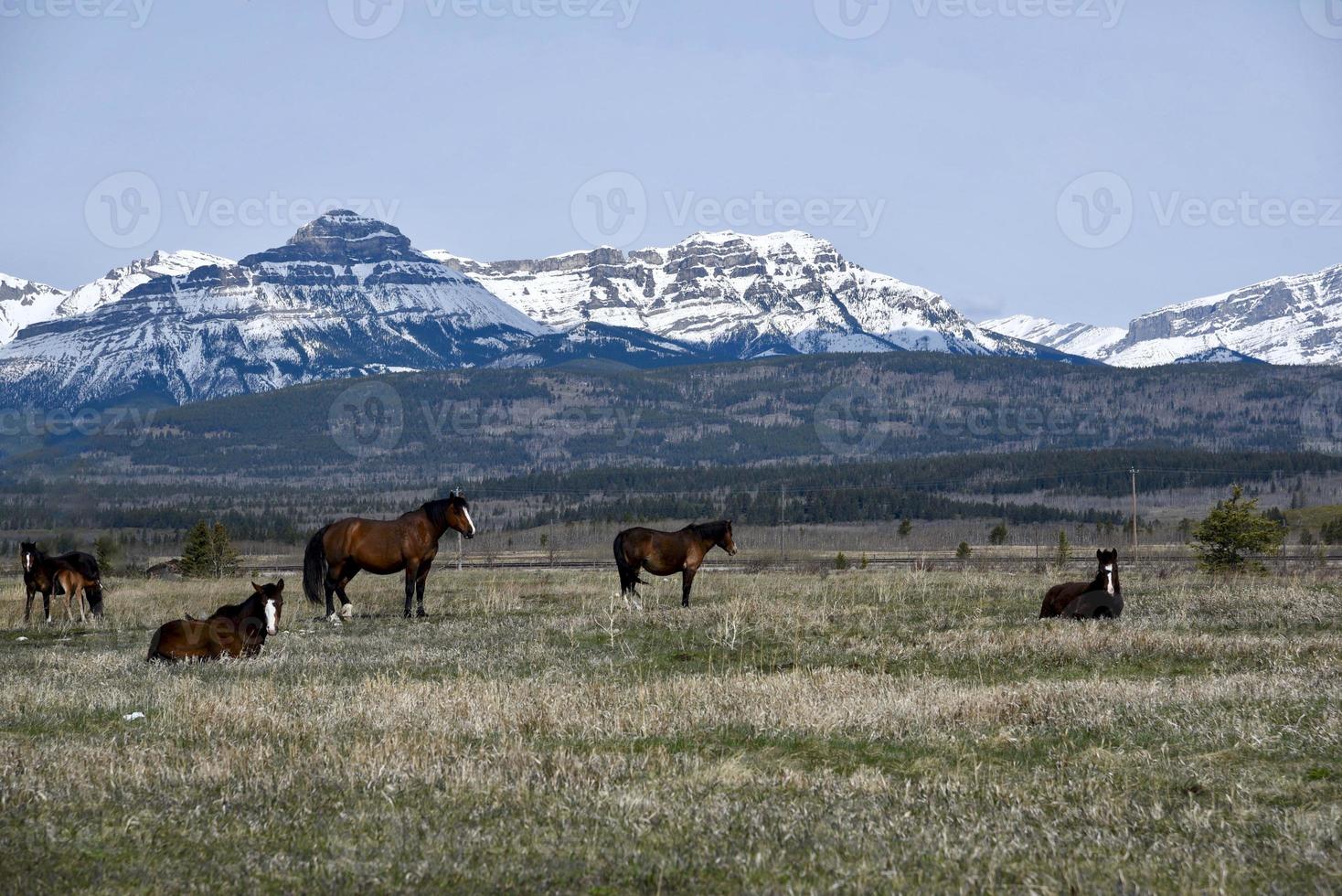 cavalli nelle montagne rocciose canadesi foto