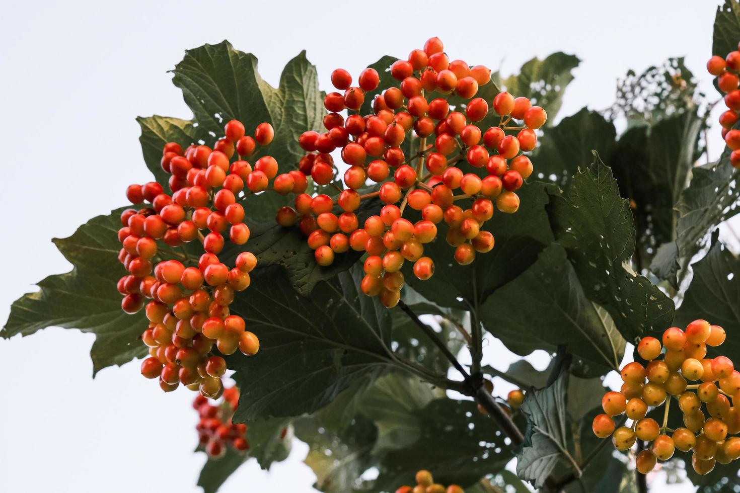 frutti di viburno rossi e arancioni su un ramo di un albero nel giardino autunnale foto