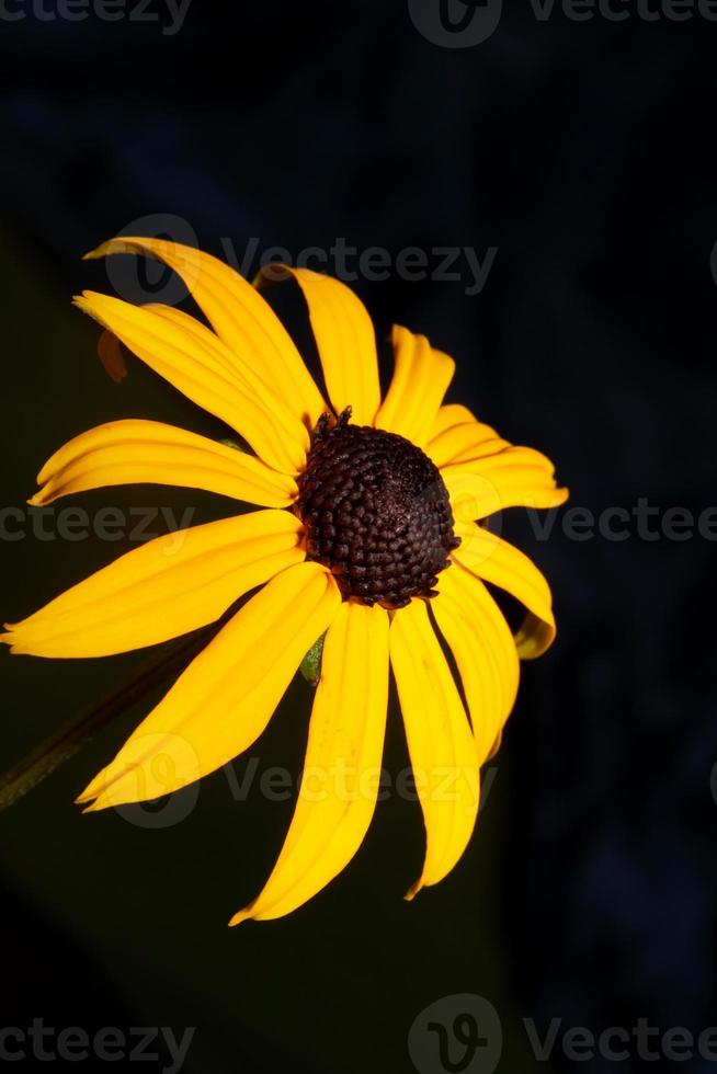 fiore fiore primo piano sfondo rudbeckia fulgida famiglia compositae foto