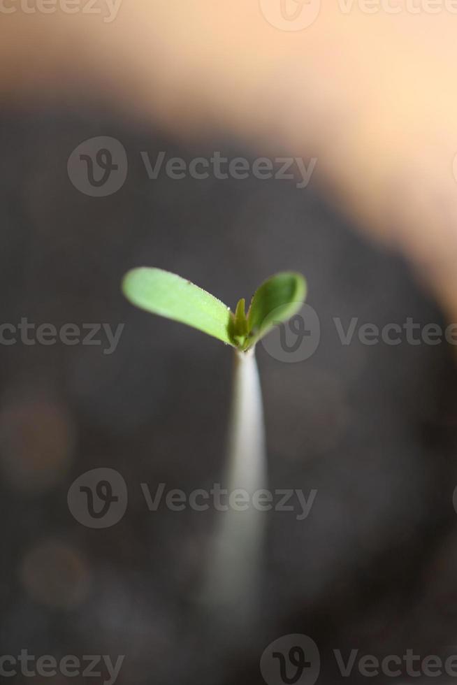 pianta di marijuana prime foglie cotiledone apertura primo piano sfondo moderno stampe di alta qualità cannabis sativa super limone foschia uso botanico famiglia cannaceae foto