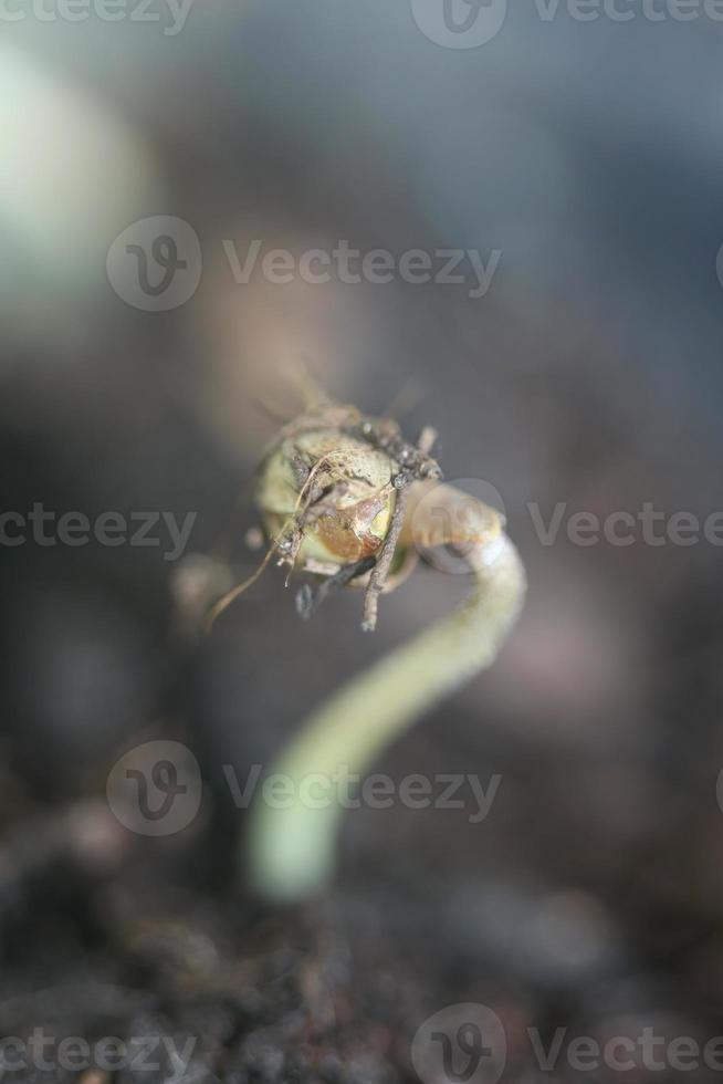 pianta di marijuana prime foglie cotiledone apertura primo piano sfondo moderno stampe di alta qualità cannabis sativa super limone foschia uso botanico famiglia cannaceae foto