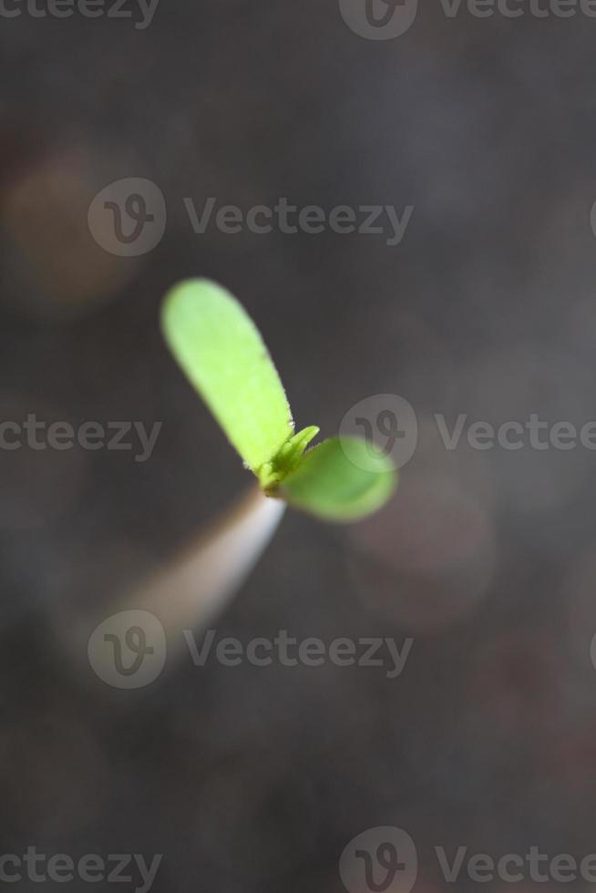 pianta di marijuana prime foglie cotiledone apertura primo piano sfondo moderno stampe di alta qualità cannabis sativa super limone foschia uso botanico famiglia cannaceae foto