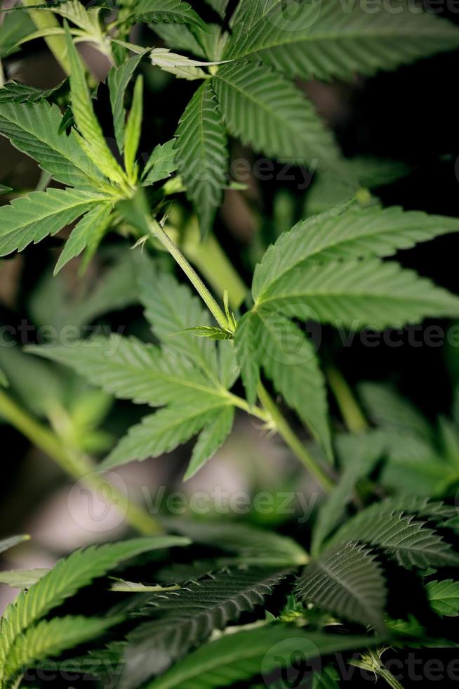 foglie di marijuana da vicino famiglia indica cannabaceae super lemon haze foto