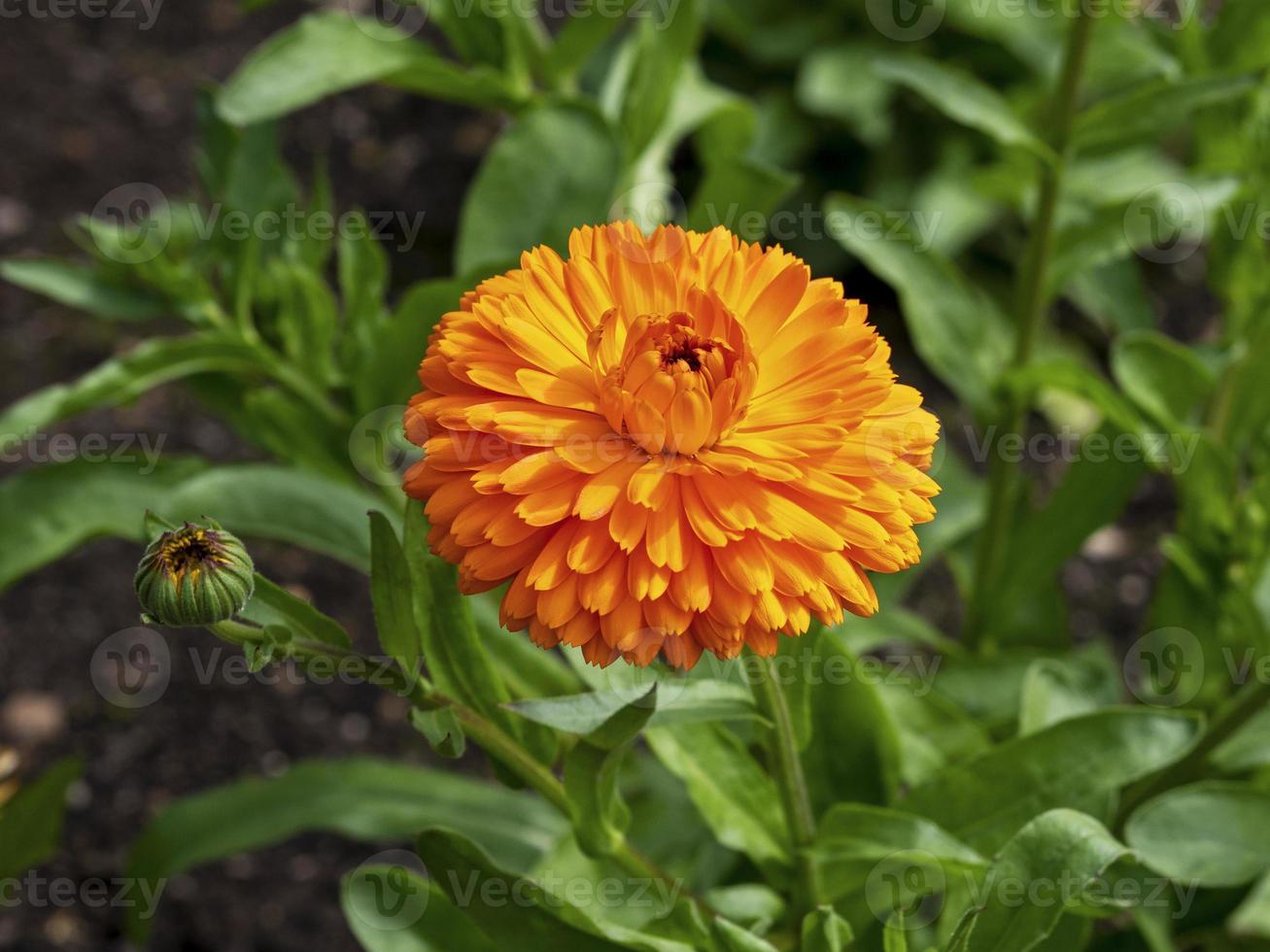 bel fiore e bocciolo di calendula arancione, varietà di calendula twist di agrumi foto