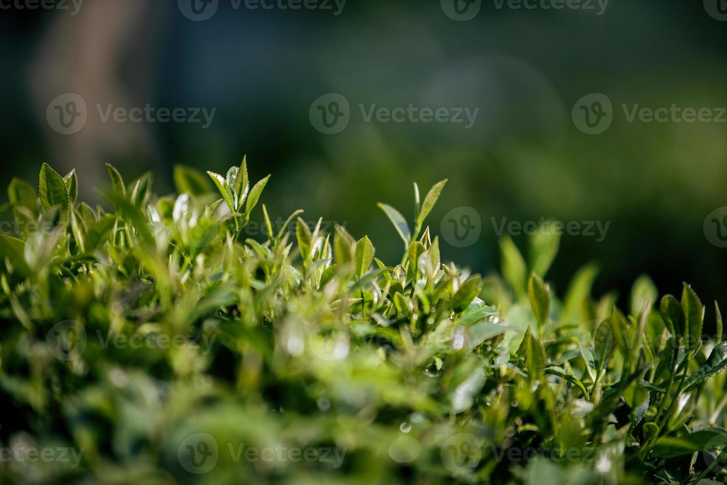 campo di tè, foglie di tè, tè verde biologico foto