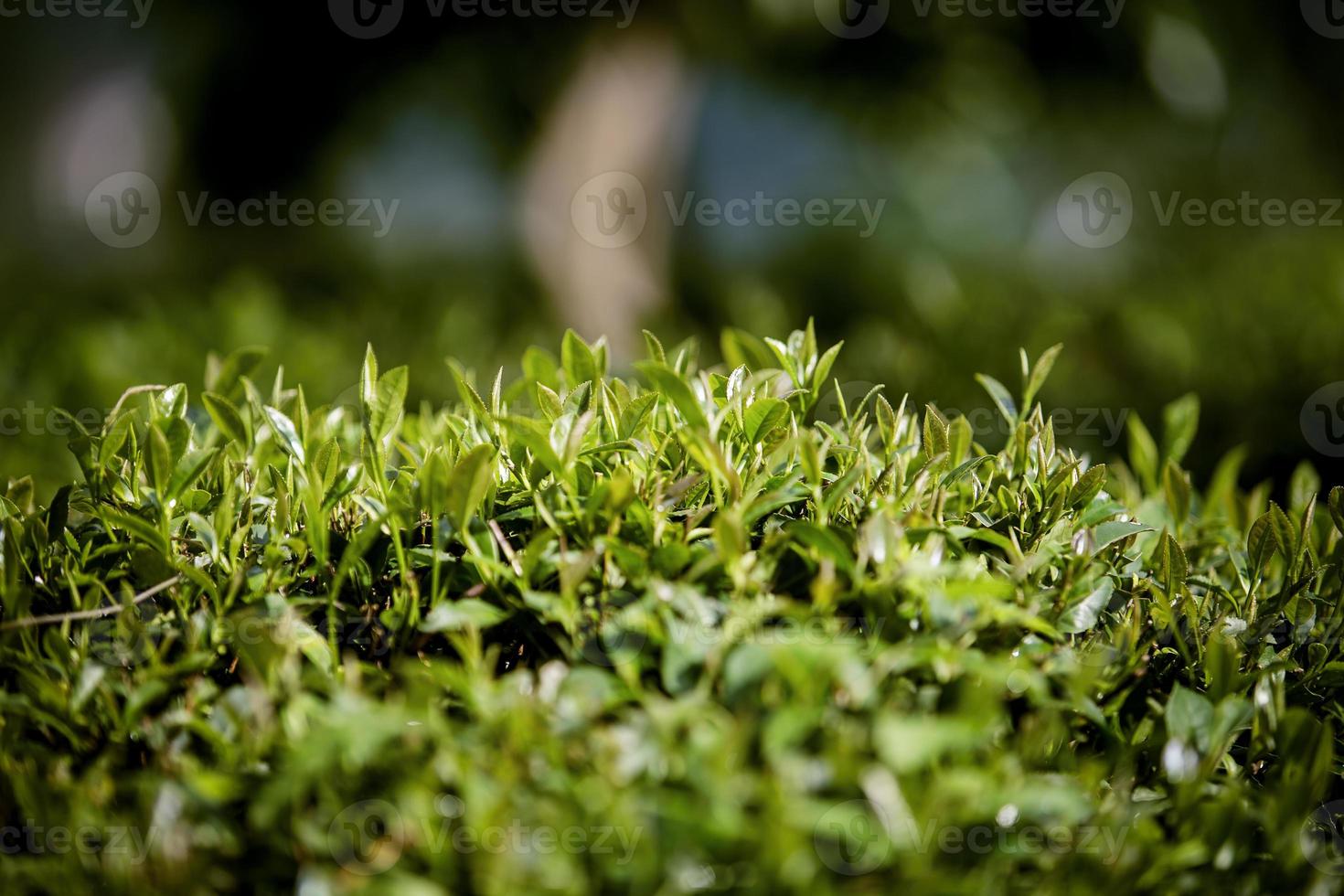 campo di tè, foglie di tè, tè verde biologico foto