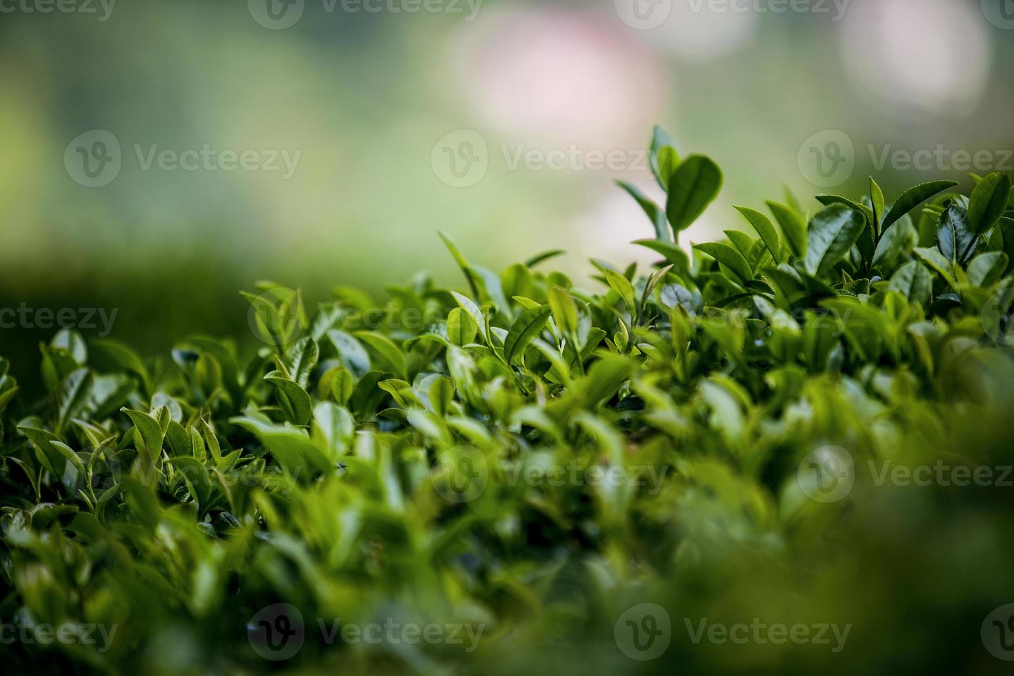 campo di tè, foglie di tè, tè verde biologico foto