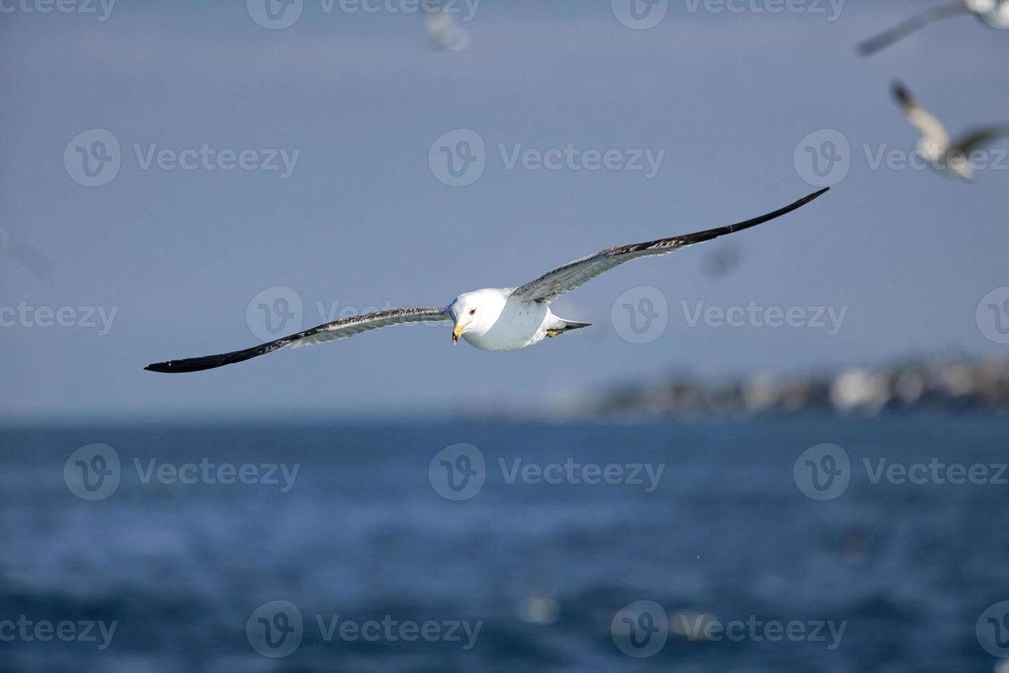 gabbiano di mare, gabbiani bianchi, gabbiano volante foto