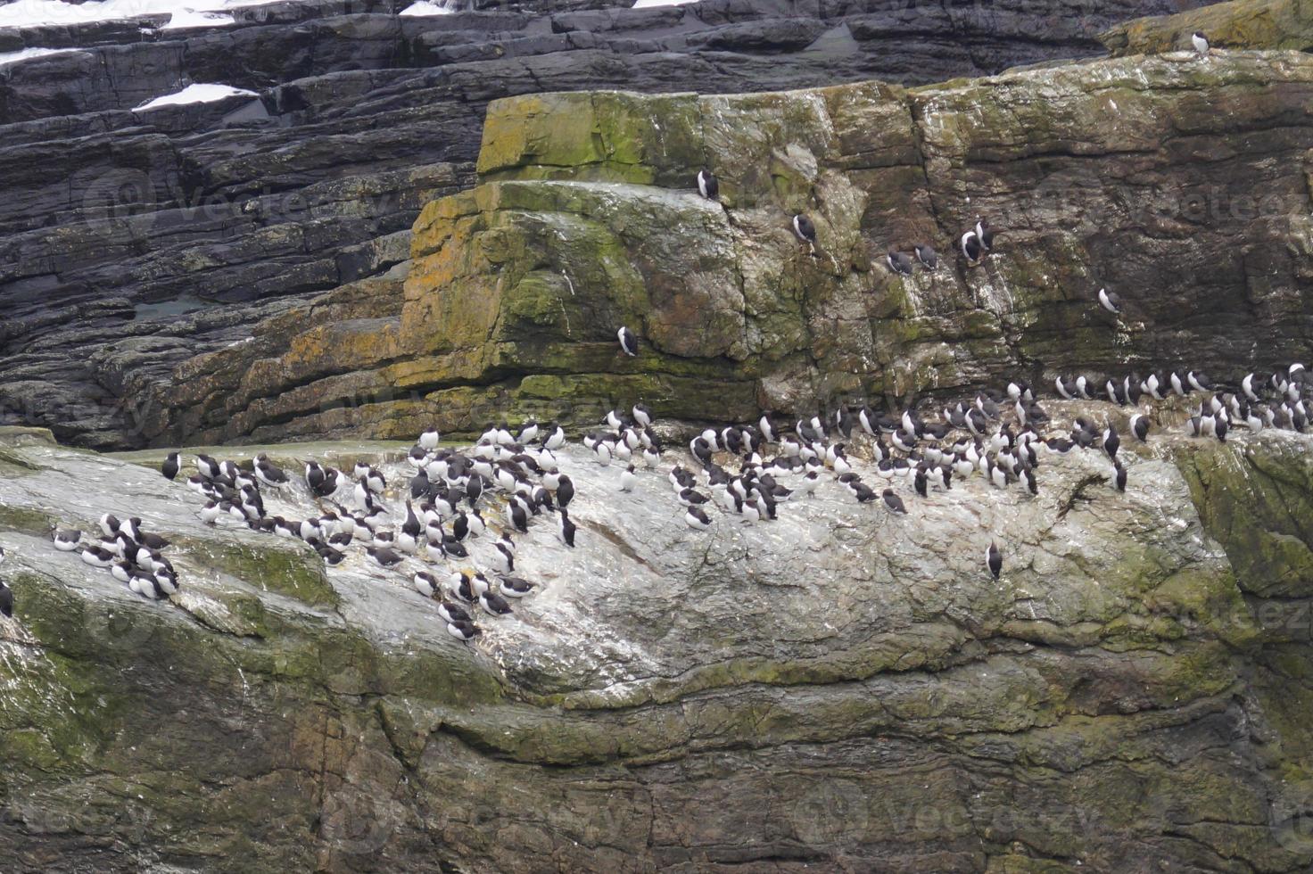 testa di sumburgh scozia foto